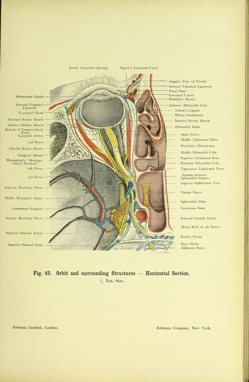 Lower Lacrymal Opening Superior Lacrymal Canal Fig. 42. Orbit and surrounding Structures — Horizontal Section. % Nat. Size. Meibomian Glands External Palpebral Ligament Lacrymal Gland External Rectus Muscle Inferior Oblique Muscle Branch of Temporo-facial Nerve Lacrymal Artery 3rd Nerve Inferior Rectus Muscle Temporal Muscle Waldryrr’s “Meningo- orbital Foramen” 6th Nerve 3rd Nerve Superior Maxillary Nerve Middle Meningeal Artery Gasserian Ganglion Inferior Maxillary Nerve Superior Petrosal Artery Superior Petrosal Sinus Optic Nerve Middle Turbinated Bone Periorbita (Periosteum) Middle Ethmoidal Cells Superior Turbinated Bone Posterior Ethmoidal Cells Uppermost Turbinated Bone Septum between Sphenoidal Sinuses Superior Ophthalmic Vein Vidian Nerve Sphenoidal Sinus Cavernous Sinus Internal Carotid Artery Motor Root of 5th Nerve Basilar Plexus ar Vein (of Facial) al Palpebral Ligament Duct mal Canals er’s Muscle ior Ethmoidal Cells enon’s Capsule 'iatus Semilunaris iternal Rectus Muscle Dura Mater Abducens Nerve