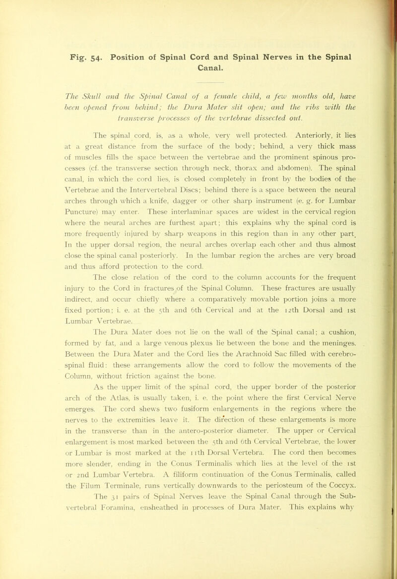 Canal. The Skull and the Spinal Canal of a female child, a few months old, have been opened from behind; the Dura Mater slit open; and the ribs ivith the transverse processes of the vertebrae dissected out. The spinal cord, is, as a whole, very well protected. Anteriorly, it lies at a great distance from the surface of the body; behind, a very thick mass of muscles fills the space between the vertebrae and the prominent spinous pro- cesses (cf. the transverse section through neck, thorax and abdomen). The spinal canal, in which the cord lies, is closed completely in front by the bodies of the Vertebrae and the Intervertebral Discs; behind there is a space between the neural arches through which a knife, dagger or other sharp instrument (e. g. for Lumbar Puncture) may enter. These interlaminar spaces are widest in the cervical region where the neural arches are furthest apart; this explains why the spinal cord is more frequently injured by sharp weapons in this region than in any other part. In the upper dorsal region, the neural arches overlap each other and thus almost close the spinal canal posteriori}. In the lumbar region the arches are very broad and thus afford protection to the cord. The close relation of the cord to the column accounts for the frequent injury to the Cord in fractures of the Spinal Column. These fractures are usually indirect, and occur chiefly where a comparatively movable portion joins a more fixed portion; i. e. at the 5th and 6th Cervical and at the 12th Dorsal and ist Lumbar Vertebrae. The Dura Mater does not lie on the wall of the Spinal canal; a cushion, formed by fat, and a large venous plexus lie between the bone and the meninges. Between the Dura Mater and the Cord lies the Arachnoid Sac filled with cerebro- spinal fluid: these arrangements allow the cord to follow the movements of the Column, without friction against the bone. As the upper limit of the spinal cord, the upper border of the posterior arch of the Atlas, is usually taken, i. e. the point where the first Cervical Nerve emerges. The cord shews two fusiform enlargements in the regions where the nerves to the extremities leave it. The direction of these enlargements is more in the transverse than in the antero-posterior diameter. The upper or Cervical enlargement is most marked between the 5th and 6th Cervical Vertebrae, the lower or Lumbar is most marked at the 11th Dorsal Vertebra. The cord then becomes more slender, ending in the Conus Terminalis which lies at the level of the ist or 2nd Lumbar Vertebra. A filiform continuation of the Conus Terminalis, called the Filum Terminale, runs vertically downwards to the periosteum of the Coccyx. The 31 pairs of Spinal Nerves leave the Spinal Canal through the Sub- vertebral Foramina, ensheathed in processes of Dura Mater. This explains why