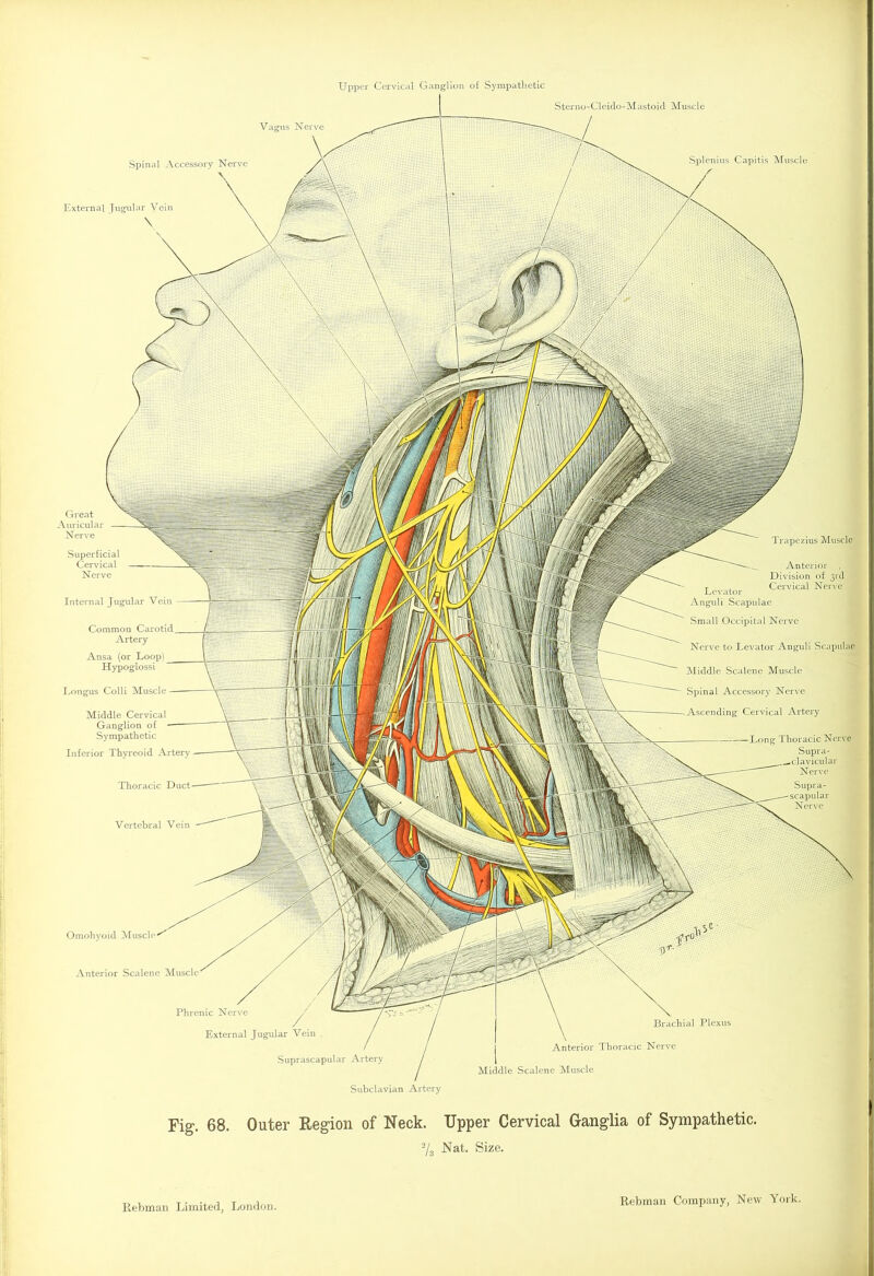 Upper Cervical Ganglion of Sympathetic Omohyoid M Anterior Scalene Muscle Vagus Nerve Spinal Accessory Nerve External Jugular Vein \ Sterno-Cleido-Mastoid Muscle Splenius Capitis Muscle Internal Jugular Vein Common Carotid Artery Ansa (or Loop) Hypoglossi Longus Colli Muscle Middle Cervical Ganglion of Sympathetic Inferior Thyreoid Artery Thoracic Vertebral Vein Trapezius Muscle __ Anterior Division of 3rd t , Cervical Nerve Levator Anguli Scapulae Small Occipital Nerve Nerve to Levator Anguli Scapulae Middle Scalene Muscle Spinal Accessory Nerve Ascending Cervical Artery Long Thoracic Nerve Nerve Supra- scapular Nerve Phrenic Nerve External Jugular Vein Suprascapular Artery Subclavian Artery Brachial Plexus Anterior Thoracic Nerve Middle Scalene Muscle Great Auricular Nerve Superficial Cervical Nerve Fig. 68. Outer Region of Neck. Upper Cervical Ganglia of Sympathetic. '-/s Nat. Size.