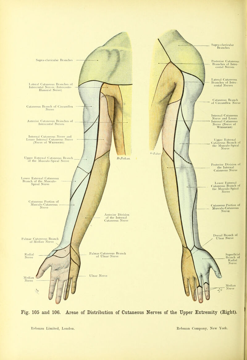 Supra-clavicular Branches Lateral Cutaneous Branches of Intercostal Nerves (Intercosto- Humeral Nerve) Cutaneous Branch of Circumflex Nerve Anterior Cutaneous Branches of Intercostal Nerves Internal Cutaneous Nerve and Lesser Internal Cutaneous Nerve (Nerve of Wriskkrgj Upper External Cutaneous Branch of the Musculo-Spiral Nerve Jjr.Frölisc Lower External Cutaneous Branch of the Musculo- Spiral Nerve Cutaneous Portion of Musculo-Cutaneous Nerve Anterior Division of the Internal Cutaneous Nerve Palmar Cutaneous Branch of Median Nerve Palmar Cutaneous Branch of Ulnar Nerve Ulnar Nerve Supra-clavicular Branches Posterior Cutaneous Branches of Inter- costal Nerves Lateral Cutaneous Branches of Inter- costal Nerves Cutaneous Branch of Circumflex Nerve Internal Cutaneous Nerve and Lesser Internal Cutaneous Nerve (Nerve of Wrisbbrg) Upper External Cutaneous Branch of the Musculo-Spiral Nerve Posterior Division of the Internal Cutaneous Nerve Lower External Cutaneous Branch of the Musculo-Spiral Nerve Cutaneous Portion of Musculo-Cutaneous Nerve Dorsal Branch of Ulnar Nerve Superficial Branch of Radial Nerve Median Nerve Fig. 105 and 106. Areae of Distribution of Cutaneous Nerves of the Upper Extremity (Right).