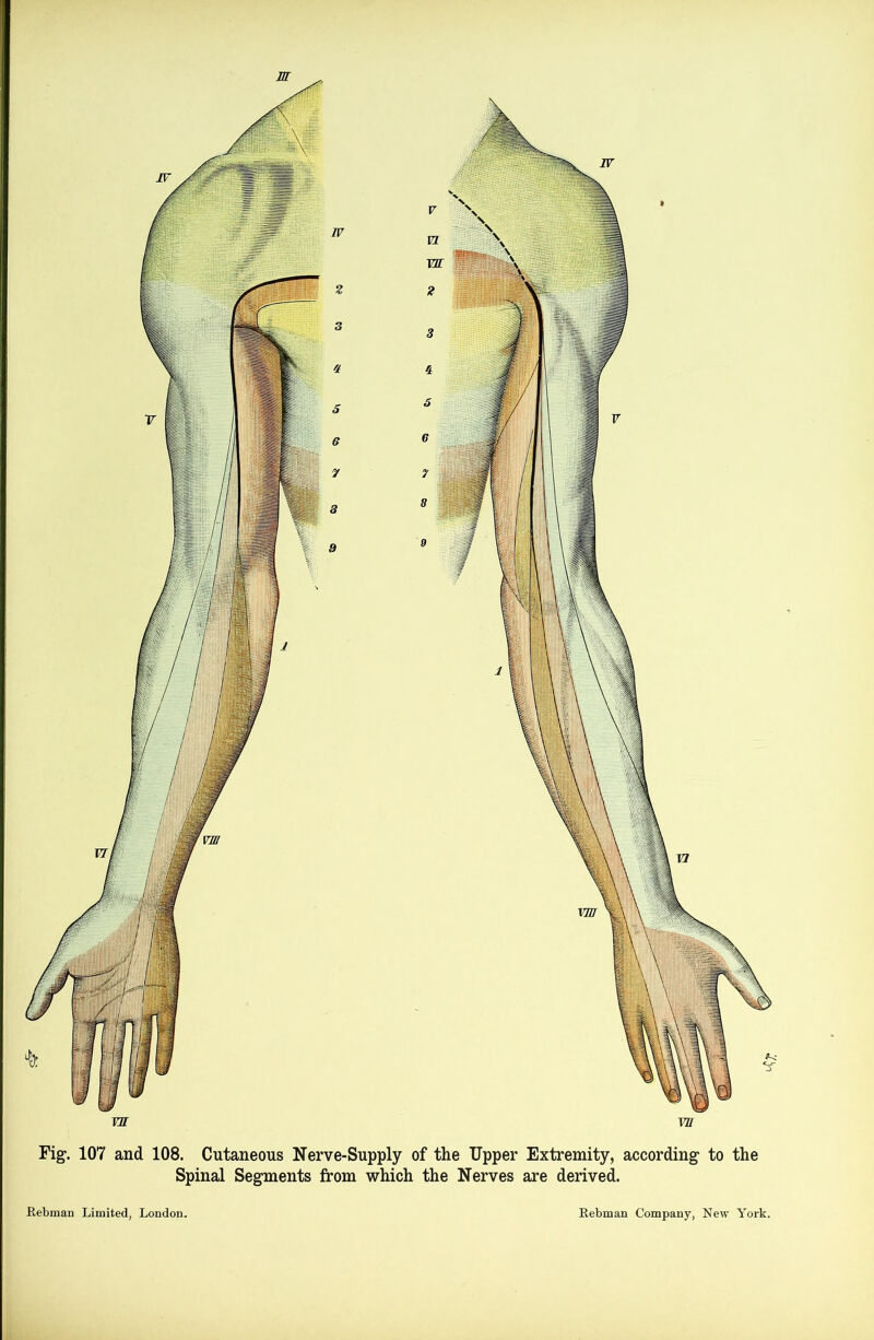 YU YU Spinal Segments from which the Nerves are derived. Rebman Limited, London. Rebman Company, New York. vm