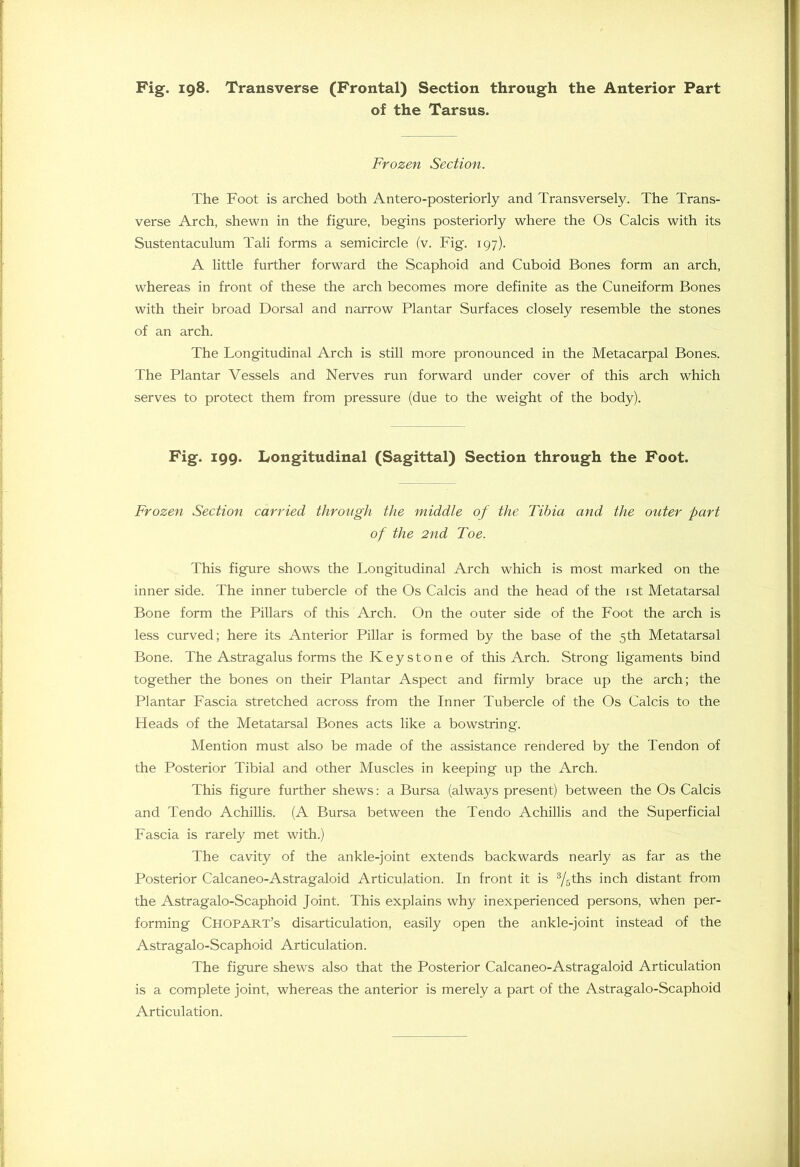 of the Tarsus. Frozen Section. The Foot is arched both Antero-posteriorly and Transversely. The Trans- verse Arch, shewn in the figure, begins posteriorly where the Os Calcis with its Sustentaculum Tali forms a semicircle (v. Fig. 197). A little further forward the Scaphoid and Cuboid Bones form an arch, whereas in front of these the arch becomes more definite as the Cuneiform Bones with their broad Dorsal and narrow Plantar Surfaces closely resemble the stones of an arch. The Longitudinal Arch is still more pronounced in the Metacarpal Bones. The Plantar Vessels and Nerves run forward under cover of this arch which serves to protect them from pressure (due to the weight of the body). Fig. 199. Longitudinal (Sagittal) Section through the Foot. Frozen Section carried through the middle of the Tibia and the outer part of the 2nd Toe. This figure shows the Longitudinal Arch which is most marked on the inner side. The inner tubercle of the Os Calcis and the head of the ist Metatarsal Bone form the Pillars of this Arch. On the outer side of the Foot the arch is less curved; here its Anterior Pillar is formed by the base of the 5th Metatarsal Bone. The Astragalus forms the Keystone of this Arch. Strong ligaments bind together the bones on their Plantar Aspect and firmly brace up the arch; the Plantar Fascia stretched across from the Inner Tubercle of the Os Calcis to the Heads of the Metatarsal Bones acts like a bowstring. Mention must also be made of the assistance rendered by the Tendon of the Posterior Tibial and other Muscles in keeping up the Arch. This figure further shews: a Bursa (always present) between the Os Calcis and Tendo Achillis. (A Bursa between the Tendo Achillis and the Superficial Fascia is rarely met with.) The cavity of the ankle-joint extends backwards nearly as far as the Posterior Calcaneo-Astragaloid Articulation. In front it is 3/5ths inch distant from the Astragalo-Scaphoid Joint. This explains why inexperienced persons, when per- forming Chopart’s disarticulation, easily open the ankle-joint instead of the Astragalo-Scaphoid Articulation. The figure shews also that the Posterior Calcaneo-Astragaloid Articulation is a complete joint, whereas the anterior is merely a part of the Astragalo-Scaphoid Articulation.