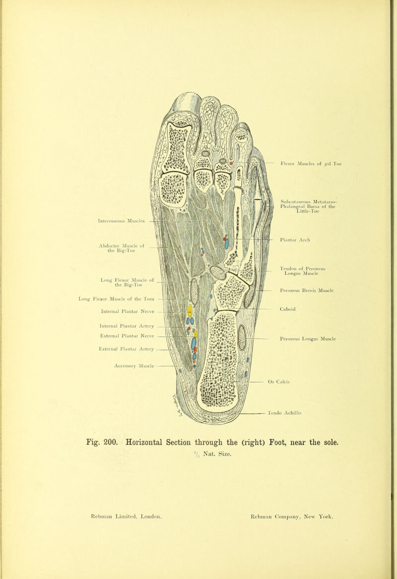 -L Nat. Size. * i Rebman Limited, London. Rebman Company, New York.