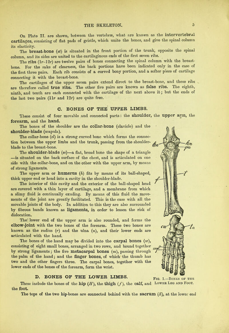 On Plate II. are shown, between the vertebrae, what are known as the intervertebral cartilages, consisting of flat pads of gristle, which unite the bones, and give the spinal column its elasticity. The breast-bone {st) is situated in the front portion of the trunk, opposite the spinal column, and its sides are united to the cartilaginous ends of the flrst seven ribs. The ribs (lr-12r) are twelve pairs of bones connecting the spinal column with the breast- bone. For the sake of clearness, the back portions have been indicated only in the case of the flrst three pairs. Each rib consists of a curved bony portion, and a softer piece of cartilage connecting it with the breast-bone. The cartilages of the upper seven pairs extend direct to the breast-bone, and these ribs are therefore called true ribs. The other five pairs are known as false ribs. The eighth, ninth, and tenth are each connected with the cartilage of the next above it; but the ends of the last two pairs (Hr and 12r) are quite free. C. BONES OP THE UPPER LIMBS. These consist of four movable and connected parts: the shoulder, the upper arm, the forearm, and the hand. The bones of the shoulder are the collar-bone (clavicle) and the shoulder-blade (scapula). The collar-hone (cl) is a strong curved bone which forms the connec- tion between the upper limbs and the trunk, passing from the shouldex'- blade to the breast-bone. The shoulder-blade (sc)—a flat, broad bone the shape of a triangle —is situated on the back surface of the chest, and is articulated on one side with the collar-bone, and on the other with the upper arm, by means of strong ligaments. The upper arm or humerus {h) fits by means of its ball-shaped, thick upper end or head into a cavity in the shoulder-blade. The interior of this cavity and the exterior of the ball-shaped head are covered with a thin layer of cartilage, and a membrane from which a slimy fluid is continually exuding. By means of this fluid the move- ments of the joint are greatly facilitated. This is the case with all the movable joints of the body. In addition to this they are also surrounded by fibrous bands known as ligaments, in order to lessen the risk of dislocation. The lower end of the upper arm is also rounded, and forms the elbow-joint with the two bones of the forearm. These two bones are known as the radius (»•) and the ulna (u), and their lower ends are articulated with the hand. The bones of the hand may be divided into the carpal bones (w), consisting of eight small bones, arranged in two rows, and bound together by strong ligaments; the five metacarpal bones (m), passing through the palm of the hand; and the finger bones, of which the thumb has two and the other fingers three. The carpal bones, together with the lower ends of the hones of the forearm, form the wrist. D. BONES OP THE LOWER LIMBS. l.-Boxss of the These include the bones of the hip {H), the thigh (/), the calf, and Lower Leg and Foot. the foot. The tops of the two hip-bones are connected behind with the sacrum [S), at the lower end