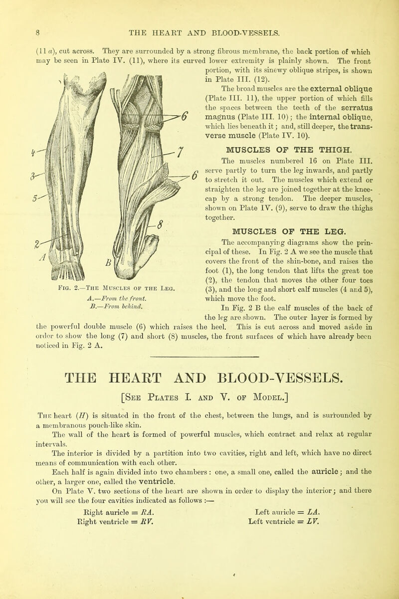 (11 a), cut across. They are surrounded by a strong fibrous membrane, the back portion of which may be seen in Plate IV. (11), where its curved lower extremity is plainly shown. The front portion, with its sinewy oblique stripes, is shown in Plate III. (12). The broad muscles are the external oblique (Plate III. 11), the upper portion of which fills the spaces between the teeth of the serratus magnus (Plate III. 10); the internal oblique, which lies beneath it; and, still deeper, the trans- verse muscle (Plate IV. 10). MUSCLES OF THE THIGH. The muscles numbered 16 on Plate III. serve partly to turn the leg inwards, and partly to stretch it out. The muscles which extend or straighten the leg are joined together at the knee- cap by a strong tendon. The deeper muscles, shown on Plate IV. (9), serve to draw the thighs together. MUSCLES OP THE LEG. The accompanying diagrams show the prin- cipal of these. In Fig. 2 A we see the muscle that covers the front of the shin-bone, and raises the foot (1), the long tendon that lifts the great toe (2) , the tendon that moves the other four toes (3) , and the long and short calf muscles (4 and 5), which move the foot. In Fig. 2 B the calf muscles of the back of the leg are shown. The outer layer is formed by the powerful double muscle (6) which raises the heel. This is cut across and moved aside in order to show the long (7) and short (8) muscles, the front surfaces of which have already been noliced in Fig. 2 A. Fig. 2.—The Muscles of the Leg. A.—From the front. B.—From 'behind. THE HEAET AND BLOOD-YESSELS. [See Plates I. and Y. of Model.] The heart {H') is situated in the front of the chest, between the lungs, and is surrounded by a membranous pouch-like skin. The wall of the heart is formed of powerful muscles, which contract and relax at regular intervals. The interior is divided by a partition into two cavities, right and left, which have no dhect means of communication with each other. Each half is again divided into two chambers : one, a small one, called the auricle; and the other, a larger one, called the ventricle. On Plate V. two sections of the heart are shown in order to display the interior; and there you will see the four cavities indicated as follows ;— Right auricle = RA. Right ventricle = RV. Left auricle = LA. Left ventricle = LV.