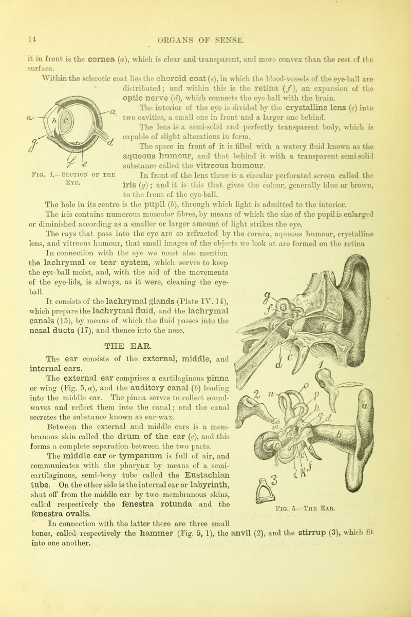 it in front is the cornea (a), which is clear and transparent, and more convex than the rest cf tl c surface. Within the sclerotic coat lies the choroid coat (e), in which the Flood-vessels of the eve-ball are distributed ; and within this is the retina (/), an expansion of the optic nerve (d), which connects the eye-ball with the brain. The interior of the eye is divided by the crystalline lens (c) into two cavities, a small one in front and a larger one behind. The lens is a semi-solid and perfectly transparent body, which Ls capable of slight alterations in form. The space in front of it is filled with a watery fluid knowm as the aqueous humour, and that behind it with a transparent semi-solid substance called the vitreous humour. Fig. 1.—Section of the In front of the lens there is a circular perforated screen called the iris (g); and it is this that gives the colour, generally blue or brown, to the front of the eye-ball. The hole in its centre is the pupil (h), through which light is admitted to the interior. The ii-is contains numerous muscular fibres, by means of which the size of the pupil is enlarged or diminished according as a smaller or larger amount of light strikes the eye. The rays that pass into the eye are so refracted by the cornea, aqueous humour, crystalline lens, and vitreous humour, that small images of the objects we look at are formed on the retina In connection with the eye we must also mention the lachrymal or tear system, which serves to keep the eye-ball moist, and, with the aid of the movements of the eye-lids, is always, as it were, cleaning the eye- ball. It consists of the lachrymal glands (Plate IV. l-i), which prepare the lachrymal fluid, and the lachrymal canals (15), by means of which the fluid passes into the nasal ducts (17), and thence into the nose. THE EAR. The ear consists of the external, middle, and internal ears. The external ear comprises a cartilaginous pinna or wing (Fig. 5, a), and the auditory canal (b) leading into the middle ear. The pinna serves to collect sound- waves and reflect them into the canal; and the canal secretes the substance known as ear-wax. Between the external and middle ears is a mem- branous skin called the drum of the ear (c), and this forms a complete separation between the two pa its. The middle ear or tympanum is full of air, and communicates with the pharynx by means of a semi- cartilaginous, semi-bony tube called the Eustachian tube. On the other side is the internal ear or labyrinth, shut olf from the middle ear by two membranous skins, called respectively the fenestra rotunda and the fenestra ovalis. In connection with the latter there are three small bones, called respectively the hammer (Fig. 5, 1), the anvil (2), and the stirrup (3), whicli fit into one another.