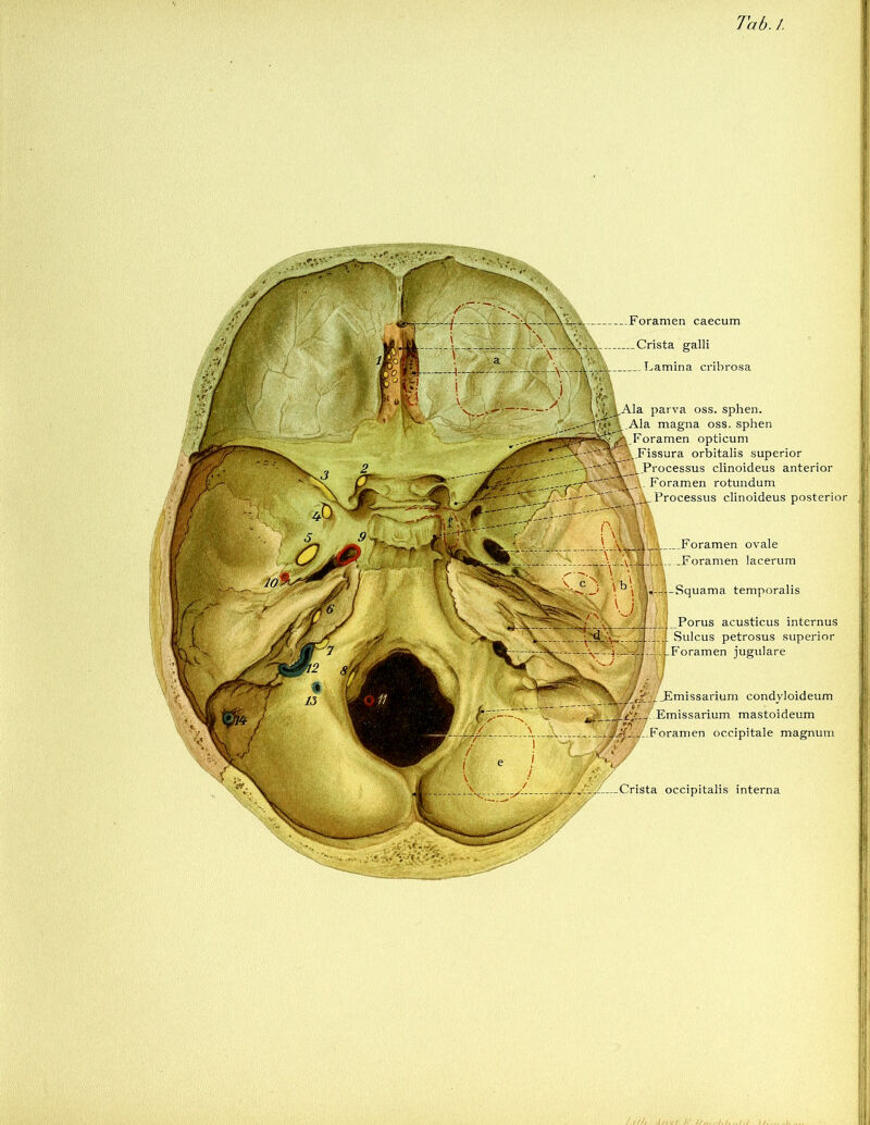 Tab. 1. parva oss. sphen. magna oss. sphen opticum orbitalis superior clinoideus anterior Foramen rotundum clinoideus posterior condyloideum Emissarium mastoideum occipitale magnum occipitalis interna -Foramen caecum Crista galli . Lamina cribrosa ...Foramen ovale lacerum -Squama temporalis __Porus acusticus internus Sulcus petrosus superior jugulare ; f. I if | Si