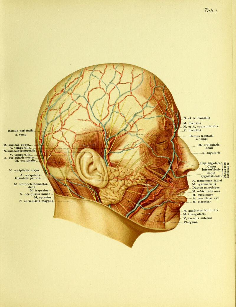 Tab. 2. Ramus a. temp. M. auricul. A. temporalis.... N. auriculotemporalis V. A. quadratus labii infer, triangularis . facialis anterior -Platysma N. occipitalis M. sternocleidomastoi- deus M. trapezius N. occipitalis minor M. splenius N. auricularis magnus et A. frontalis frontalis et A. supraorbitalis frontalis Ramus frontalis a. temp. orbicularis oculi K. angularis angulare' Caput zygomaticum, A. transversa faciei M. zygomaticus Ductus parotideus M. orbicularis oris buccinator A. maxillaris ext. M.quadrati labii super.