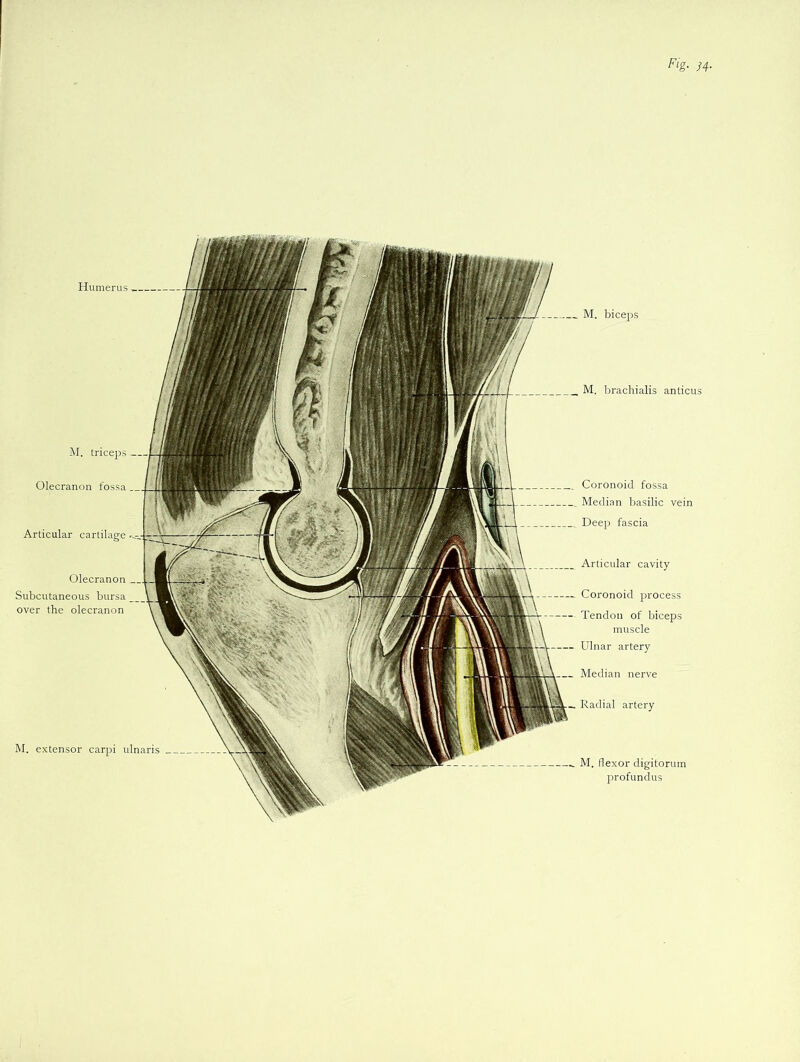 Fig. 44. Humerus M. triceps Olecranon fossa Articular cartilage Olecranon Subcutaneous bursa over the olecranon M. extensor carpi ulnaris M. biceps M. brachialis anticus Coronoid fossa Median basilic vein Deep fascia Articular cavity Coronoid process Tendon of biceps muscle Ulnar artery Median nerve Radial artery M. flexor digitorum profundus