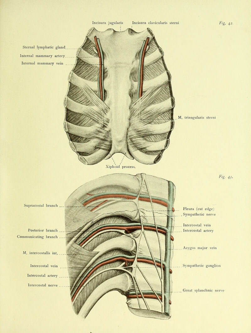 Fig. 42. Xiphoid process. Incisura jugularis Incisura clavicularis sterni Sternal lymphatic Internal mammary artery. Internal mammary vein M. triangularis sterni Supracostal branch Posterior branch Communicating branch M. intercostalis int. Intercostal vein Intercostal artery Fig- 47- Pleura (cut edge) Sympathetic nerve Intercostal vein Intercostal artery Azygos major vein Sympathetic ganglion Intercostal nerve Great splanchnic nerve