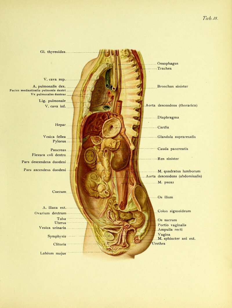 Oesophagus -Trachea onchus sinister Aorta descendens (thoracica) Cauda pancreatis Ren sinister Os ilium Gl. thyreoidea. A. pulmonalis dex. Facies mediastinalis pulmonis dextri Vv. pulmonales dextrae Hepar Symphysis Clitoris' Glandula suprarenalis quadratus lumborum descendens (abdominalis) psoas Colon sigmoideum sacrum Portio vaginalis recti Vagina M. sphincter ani ext. V. cava sup. V esica Pylorus Pancreas. Flexura coli dextra Pars descendens duodeni Pars ascendens duodeni A. iliaca Ovarium dextrum Tuba Vesica urinaria ... Labium majus