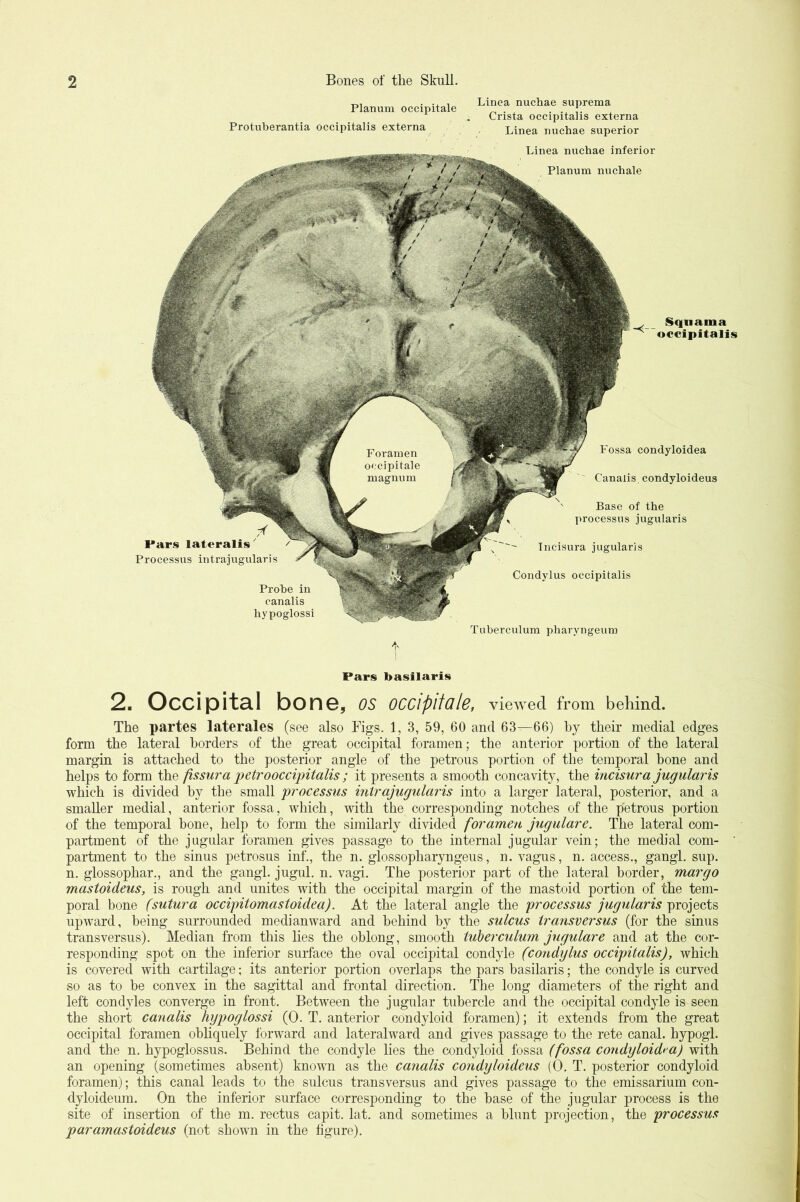 Planum occipitale Protuberantia occipitalis externa Linea nuchae suprema Crista occipitalis externa Linea nuchae superior Linea nuchae inferior Planum nuchale Sqnama ^ occipitalis Pars lateralis' Processus intrajugularis Fossa condyloidea Canalis, condyloideus Base of the processus jugularis Tncisura jugularis Condylus occipitalis Tuberculum pharyngeum Probe in canalis hypoglossi I Pars basilaris 2. Occipital bone, os occipitale, viewed from behind. The partes laterales (see also Figs. 1, 3, 59, 60 and 63—66) hy their medial edges form the lateral borders of the great occipital foramen; the anterior portion of the lateral margin is attached to the posterior angle of the petrous portion of the temporal bone and helps to form the fissura ijetroocciintalis; it presents a smooth concavity, the incisura jugularis which is divided by the small 'processus intrajugularis into a larger lateral, posterior, and a smaller medial, anterior fossa, which, with the corresponding notches of the petrous portion of the temporal bone, help to form the similarly divided foramen jugulare. The lateral com- partment of the jugular foramen gives passage to the internal jugular vein; the medial com- partment to the sinus petrosus inf., the n. glossopharyngeus, n. vagus, n. access., gangl. sup. n. glossophar., and the gangl. jugul. n. vagi. The posterior part of the lateral border, mar go mastoideus, is rough and unites with the occipital margin of the mastoid portion of the tem- poral bone (sutura occipitomastoidea). At the lateral angle the processus jugularis projects upward, being surroimded medianward and behind by the sulcus iransversus (for the sinus transversus). Median from this lies the oblong, smooth tuberculum jugulare and at the cor- responding spot on the inferior surface the oval occipital condyle (condylus occipitalis), which is covered with cartilage; its anterior portion overlaps the pars basilaris; the condyle is curved so as to be convex in the sagittal and frontal direction. The long diameters of the right and left condyles converge in front. Between the jugular tubercle and the occipital condyle is seen the short canalis hypoglossi (0. T. anterior condyloid foramen); it extends from the great occipital foramen obhquely forward and lateralward and gives passage to the rete canal, hypogl. and the n. hypoglossus. Behind the condyle lies the condyloid fossa (fossa condyloidea) with an opening (sometimes absent) known as the canalis condyloideus (0. T. posterior condyloid foramen); this canal leads to the sulcus transversus and gives passage to the emissarium con- dyloidemn. On the inferior surface corresponding to the base of the jugular process is the site of insertion of the m. rectus capit. lat. and sometimes a blunt projection, the processus paramastoideus (not shown in the figure).