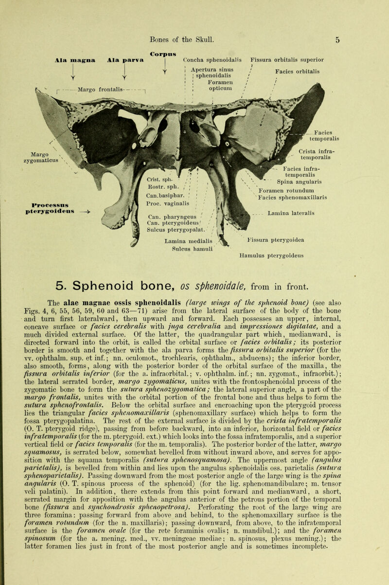 Corpus -Margo frontalis- Facies Crista infra- temporalis Crist, sph. ' ! Rostr. sph. ; Can.hasiphar. Proc. vaginalis Can. pharyngeus ' Can. pterygoideus Sulcus pterygopalat. ' / Lamina medialis Sulcus hamuli Concha sphenoidal is Fissura orhitalis superior } ! Facies orhitalis Ala magrua Ala parva Margo s zygomaticus Processus pterygoideus Facies infra- temporalis Spina angularis Foramen rotundum Facies sphenomaxillaris - Lamina lateralis Fissura pterygoidea Hamulus pterygoideus 5. Sphenoid bone, os sphenoidale, from in front. The alae magnae ossis sphenoidalis (large wings of the sphenoid hone) (see also Figs. 4, 6, 55, 56, 59, 60 and 63—71) arise from the lateral surface of the body of the bone and turn first lateralward, then upward and forward. Each possesses an upper, internal, concave surface or facies cerehralis with juga cerebralia and impressiones digitaiae, and a much divided external surface. Of the latter, the quadrangular part which, median ward, is directed forward into the orbit, is called the orbital surface or facies orhitalis; its posterior border is smooth and together with the ala parva forms the fissura orhitalis superior (for the vv. ophthalm. sup. et inf.; nn. oculomot., trochlearis, ophthalm., abducens); the inferior border, also smooth, forms, along with the posterior border of the orbital surface of the maxilla, the fissura orhitalis inferior (for the a. infraorbital.; v. ophthalm. inf.; nn. zygomat., infraorbit.); the lateral serrated border, margo zygomaticus, unites with the frontosphenoidal process of the zygomatic bone to form the sutura sphenozygomatica; the lateral superior angle, a part of the margo frontalis, unites with the orbital portion of the frontal bone and thus helps to form the sutura sphenofrontalis. Below the orbital surface and encroaching upon the pterygoid process lies the triangular facies sphenomaxillaris (sphenomaxillary surface) which helps to form the fossa pterygopalatina. The rest of the external surface is divided by the crista infratemporalis (0. T. pterygoid ridge), passing from before backward, into an inferior, horizontal field or facies infratemporalis (.for the m. pterygoid, ext.) which looks into the fossa infratemporalis, and a superior vertical field or facies temporalis (for the m. temporalis). The posterior border of the latter, margo squamosus, is serrated below, somewhat bevelled from without inward above, and serves for appo- sition with the squama temporalis (sutura sphenosquamosa). The uppermost angle (angulus parietalis), is bevelled from within and lies upon the angulus sphenoidalis oss. parietalis (sutura sphenoparietalis). Passing downward from the most posterior angle of the large wing is the spina angularis (0. T. spinous process of the sphenoid) (for the lig. sphenomandibulare; m. tensor veli palatini). In addition, there extends from this point forward and medianward, a short, serrated margin for apposition with the angulus anterior of the petrous portion of the temporal bone (fissura and synchondrosis sphenopetrosa). Perforating the root of the large wing are three foramina; passing forward from above and behind, to the sphenomaxillary surface is the foramen rotundum (for the n. maxillaris); passing downward, from above, to the infratemporal surface is the foramen ovale (for the rete foraminis ovalis; n. mandibuL); and the foramen spinosum (for the a. mening. med., vv. meningeae mediae; n. spinosus, plexus mening.); the latter foramen lies just in front of the most posterior angle and is sometimes incomplete.