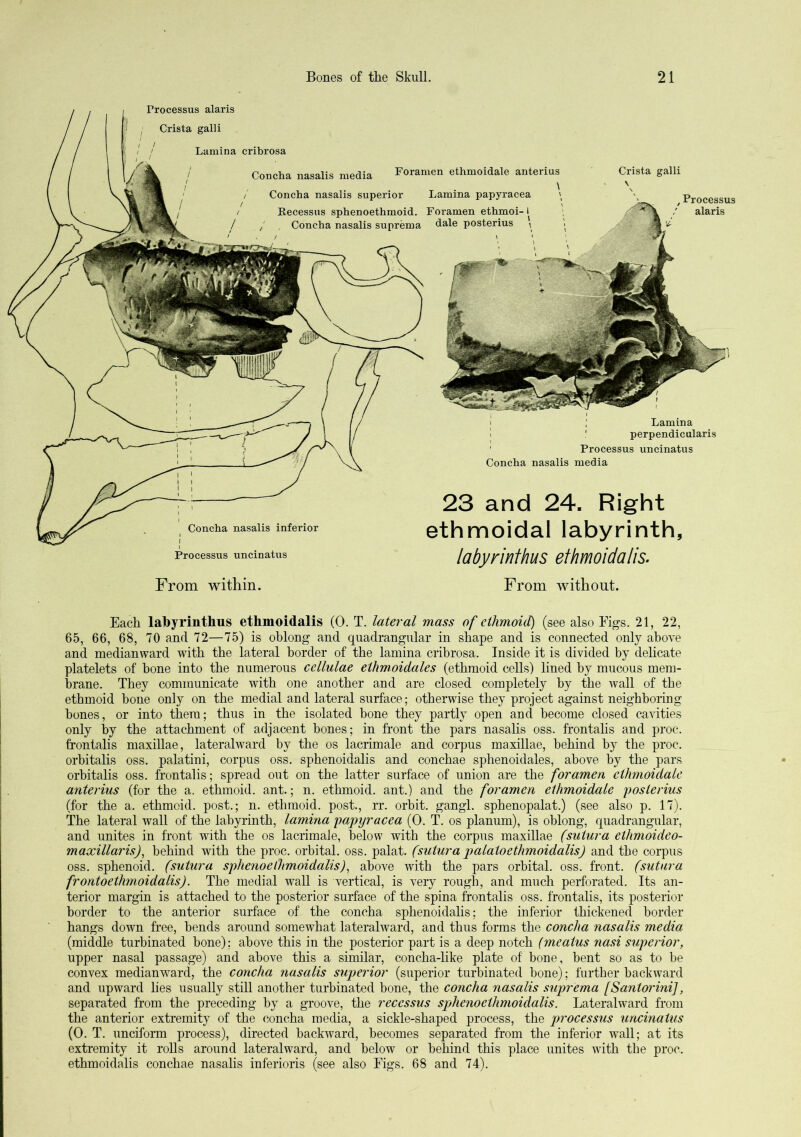 Processus alaris Crista galli Lamina cribrosa Concha nasalis media Foramen ethmoidale anterius Concha nasalis superior Lamina papyracea Recessiis sphenoethmoid. Foramen ethmoi- t , Concha nasalis suprema dale posterius \ Crista galli , Processus / alaris 'I Concha nasalis inferior Processus uncinatus 23 and 24. Right ethnaoidal labyrinth, labyrinthus ethmoidalis. I Lamina 1 ' perpendicularis ' Processus uncinatus Concha nasalis media From within. From without. Each labyrinthus ethmoidalis (0. T. lateral mass of ethmoid) (see also Figs. 21, 22, 65, 66, 68, 70 and 72—75) is oblong and quadrangular in shape and is connected only above and medianward with the lateral border of the lamina cribrosa. Inside it is divided by delicate platelets of bone into the numerous ccllulae ethmoidales (ethmoid cells) lined by mucous mem- brane. They communicate with one another and are closed completely by the wall of the ethmoid bone only on the medial and lateral surface; otherwise they project against neighboring bones, or into them; thus in the isolated bone they partly open and become closed cavities only by the attachment of adjacent bones; in front the pars nasalis oss. frontalis and proc. frontalis maxillae, lateralward by the os lacrimale and corpus maxillae, behind by the proc. orhitalis oss. palatini, corpus oss. sphenoidalis and conchae sphenoidales, above by the pars orbitalis oss. frontalis; spread out on the latter surface of union are the foramen ethmoidale anterius (for the a. ethmoid, ant.; n. ethmoid, ant.) and the foramen ethmoidale posterius (for the a. ethmoid, post.; n. ethmoid, post., rr. orbit, gangl. sphenopalat.) (see also p. 17). The lateral wall of the labyrinth, lamina papyracea (0. T. os planum), is oblong, quadrangular, and unites in front with the os lacrimale, below with the corpus maxiUae (sutura ethmoideo- maxillaris), behind with the proc. orbital, oss. palat. (sutura palaioethmoidalis) and the corpus oss. sphenoid, (sutura sphenoelhmoidalis), above with the pars orbital, oss. front, (sutura frontoethmoidalis). The medial wall is vertical, is very rough, and much perforated. Its an- terior margin is attached to the posterior surface of the spina frontalis oss. frontalis, its posterior border to the anterior surface of the concha sphenoidalis; the inferior thickened border hangs down free, bends around somewhat lateralward, and thus forms the concha nasalis media (middle turbinated bone); above this in the posterior part is a deep notch (meatus nasi superior, upper nasal passage) and above this a similar, concha-like plate of bone, bent so as to be convex medianward, the concha nasalis superior (superior turbinated bone); further backward and upward lies usually still another turbinated bone, the concha nasalis suprema [Santorini], separated from the preceding by a groove, the reccssus s2)henoethmoidalis. Lateralward from the anterior extremity of the concha media, a sickle-shaped process, the processus uncinatus (0. T. unciform process), directed backward, becomes separated from the inferior wall; at its extremity it rolls around lateralward, and below or behind this place unites with the proc. ethmoidalis conchae nasalis inferioris (see also Figs. 68 and 74).