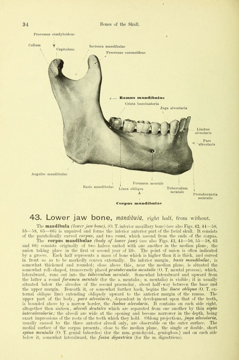 Processus condyloideus Collum Capitulum Incisura mandibulae Processus coronoideus Limbus alveolaris Pars ^ alveolaris Angulus mandibulae Basis mandibulae Linea obliqua A €orpns inandibnlae mentale Protuberantia mentalis 43. LoW6r jS-W bonG, ynondlbula, right half, from without. The maiidibula (lower jaw hone), (0. T. inferior maxillary bone) (see also Figs. 42, 44—50, 55—58, 65—66) is impaired and forms the inferior anterior part of the facial skull. It consists of the paraholically curved corpus, and two rami, which ascend from the ends of the corpus. The corpus mandibulae (body of lower jaw) (see also Figs. 42, 44—50, 55—58, 65 and 66) consists originally of two halves united with one another in the median plane, the union taking place in the first or second year of life. The point of union is often indicated hy a groove. Each half represents a mass of bone which is higher than it is thick, and curved in front so as to be markedly convex externally. Its inferior margin, basis mandibidae, is somewhat thickened and rounded; close above this, near the median plane, is situated the somewhat roll-shaped, transversely ^\ciQ,Qd protuberantia mentalis (0. T. mental process), which, lateralward, runs out into the tuberculum mentale. Somewhat lateralward and upward from the latter a round foramen mentale (for the a. mentalis; n. mentalis) is visible; it is usually situated below the alveolus of the second praemolar, about half-way between the base and the upper margin. Beneath it, or somewhat further back, begins the linea obliqua (0. T. ex- ternal oblique line) extending obliquely upward to the anterior margin of the ramus. The upper part of the body, pars alveolaris, dependent in development upon that of the teeth, is bounded above by a narrow border, the limbus alveolaris. It contains on each side eight, altogether then sixteen, alveoli dentales which are separated from one another by thin septa interalveolaria; the alveoli are wide at the opening and become narrower in the depth, being exact impressions of the roots of the teeth which they hold. Oblong projections, juga alveolaria, usually caused by the three anterior alveoli only, are observable on the outer surface. The medial surface of the corpus presents, close to the median plane, the single or double, short spina mentalis (0. T. genial tubercles) (for the mm. geniohyoid., geniogloss.) and on each side below it, somewhat lateralward, the fossa digastrica (for the m. digastricus).