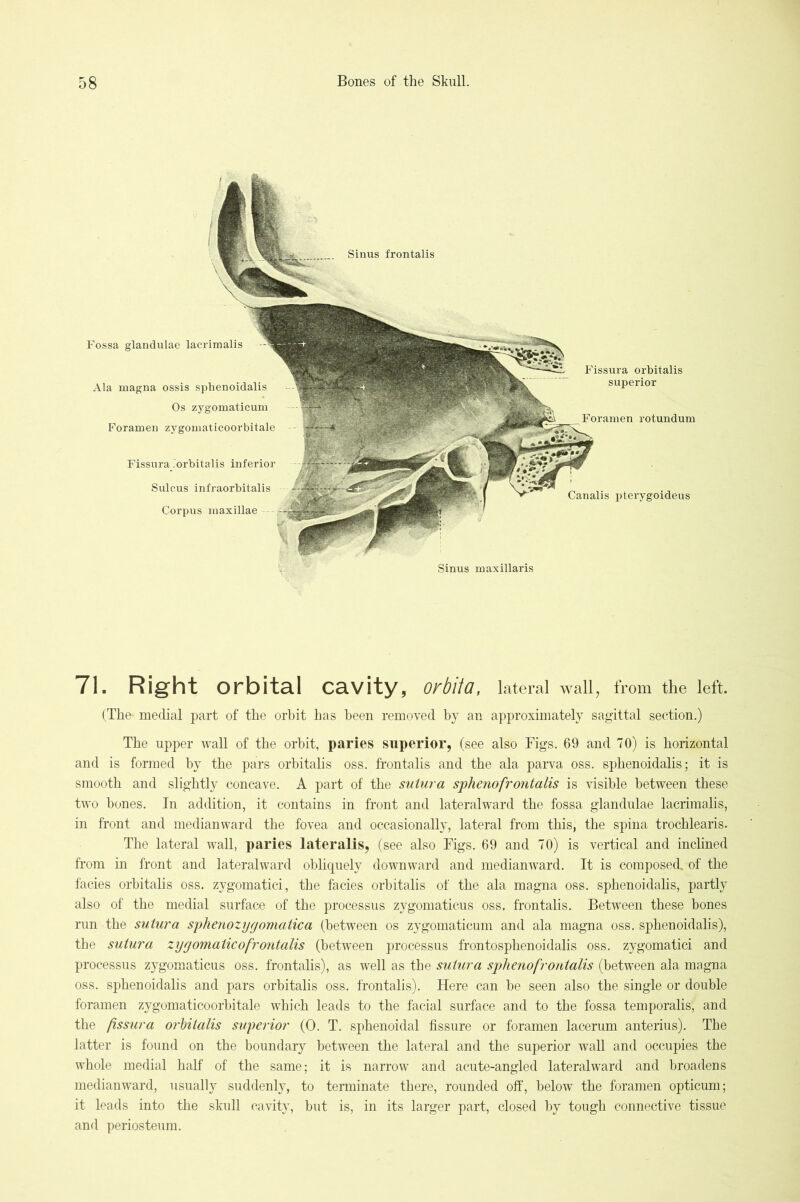 Sinus frontalis Fissura orbitalis superior Foramen rotundum Fissura .orbitalis inferior Sulcus infraorbitalis Corpus maxillae - Fossa glandulae lacrimalis Ala magna ossis sphenoidalis Os zygomaticum Foramen zygomaticoorbitale Canalis pterygoideus Sinus maxillaris 71. Right orbital cavity, OrbUa, lateral wall, from the left. (The medial part of the orbit has been removed by an approximately sagittal section.) The upper wall of the orbit, paries superior, (see also Figs. 69 and 70) is horizontal and is formed by the pars orbitalis oss. frontalis and the ala parva oss. sphenoidalis; it is smooth and slightly concave. A part of the suiura sphenofrontalis is visible between these two bones. In addition, it contains in front and lateralward the fossa glandulae lacrimalis, in front and medianward the fovea and occasionally, lateral from this, the spina trochlearis. The lateral w-all, paries lateralis, (see also Figs. 69 and 70) is vertical and inclined from in front and lateralward obliquely downward and medianw^ard. It is composed, of the facies orbitalis oss. zygomatici, the facies orbitalis of the ala magna oss. sphenoidalis, partly also of the medial surface of the processus zygomaticus oss. frontalis. Between these bones run the sutura sphenozygomatica (between os zygomaticum and ala magna oss. sphenoidalis), the s%itura zyyomaticofrontalis (between processus frontosphenoidalis oss. zygomatici and processus zygomaticus oss. frontalis), as well as the suiura sphenofrontalis (between ala magna oss. sphenoidalis and pars orbitalis oss. frontalis). Here can be seen also the single or double foramen zygomaticoorbitale which leads to the facial surface and to the fossa temporalis, and the fss'ura orhitalis superior (0. T. sphenoidal fissure or foramen lacerum anterius). The latter is found on the boundary between the lateral and the superior wall and occupies the whole medial half of the same; it is narrow^ and acute-angled lateralward and broadens medianward, usually suddenly, to terminate there, rounded off, below the foramen opticum; it leads into the skull cavity, but is, in its larger part, closed by tough connective tissue and periosteum.