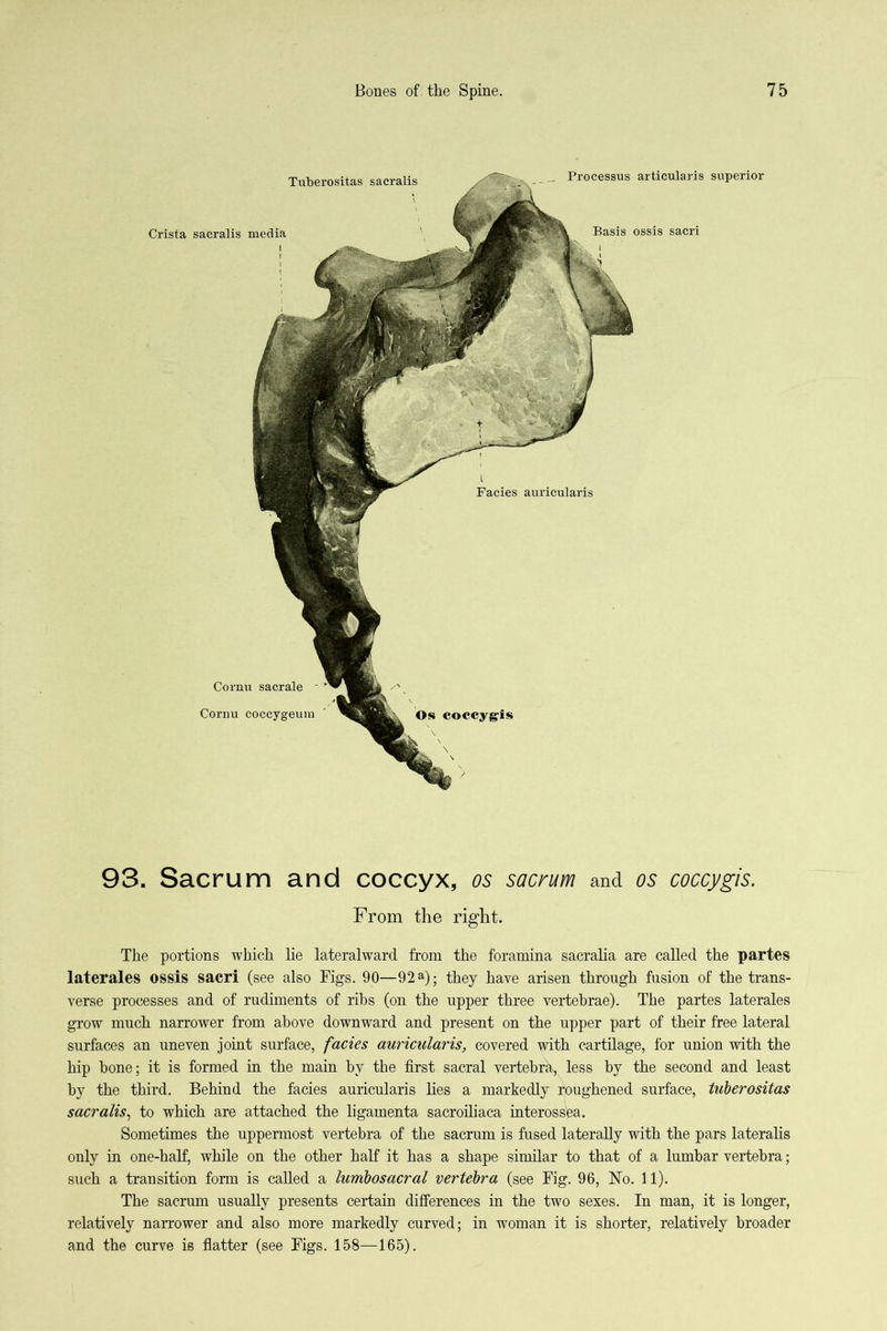 93. Sacrum and coccyx, os sacrum and os coccygis. From the right. The portions which lie lateralward from the foramina sacralia are called the partes laterales ossis sacri (see also Figs. 90—92a); they have arisen through fusion of the trans- verse processes and of rudiments of rihs (on the upper three vertebrae). The partes laterales grow much narrower from above downward and present on the upper part of their free lateral surfaces an uneven joint surface, facies auricularis, covered with cartilage, for union with the hip bone; it is formed in the main by the first sacral vertebrfi, less by the second and least by the third. Behind the facies auricularis lies a markedly roughened surface, tuberositas sacralis^ to which are attached the ligamenta sacroiliaca interossfia. Sometimes the uppermost vertebra of the sacrum is fused laterally with the pars lateralis only in one-half, while on the other half it has a shape similar to that of a lumbar vertebra; such a transition form is called a lumbosacral vertebra (see Fig. 96, No. 11). The sacrum usually presents certain differences in the two sexes. In man, it is longer, relatively narrower and also more markedly curved; in woman it is shorter, relatively broader and the curve is flatter (see Figs. 158—165).