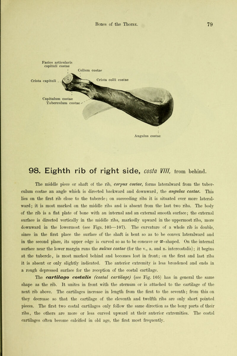 Facies articularis capituli costae Collum costae Angulus costae 98. Eighth rib of right side, costa VIII, from behind. The middle piece or shaft of the rib, corpus costae, forms lateralward from the tuber- culum costae an angle which is directed backward and downward, the angulus costae. This lies on the first rib close to the tubercle; on succeeding ribs it is situated ever more lateral- ward ; it is most marked on the middle ribs and is absent from the last two ribs. The body of the rib is a flat plate of bone with an internal and an external smooth surface; the external surface is directed vertically in the middle ribs, markedly upward in the uppermost ribs, more downward in the lowermost (see Figs. 105—107). The curvature of a whole rib is double, since in the first place the surface of the shaft is bent so as to be convex lateralward and in the second place, its upper edge is curved so as to be concave or 0)-shaped. On the internal surface near the lower margin runs the sulcus costae (for the v., a. and n. intercostalis); it begins at the tubercle, is most marked behind and becomes lost in front; on the first and last ribs it is absent or only slightly indicated. The anterior extremity is less broadened and ends in a rough depressed surface for the reception of the costal cartilage. The cartMago costalis (costal cartilage) (see Fig. 105) has in general the same shape as the rib. It unites in front with the sternum or is attached to the cartilage of the next rib above. The cartilages increase in length from the first to the seventh; from this on they decrease so that the cartilage of the eleventh and twelfth ribs are only short pointed pieces. The first two costal cartilages only follow the same direction as the bony parts of their ribs, the others are more or less curved upward at their anterior extremities. The costal cartilages often become calcified in old age, the first most frequently.