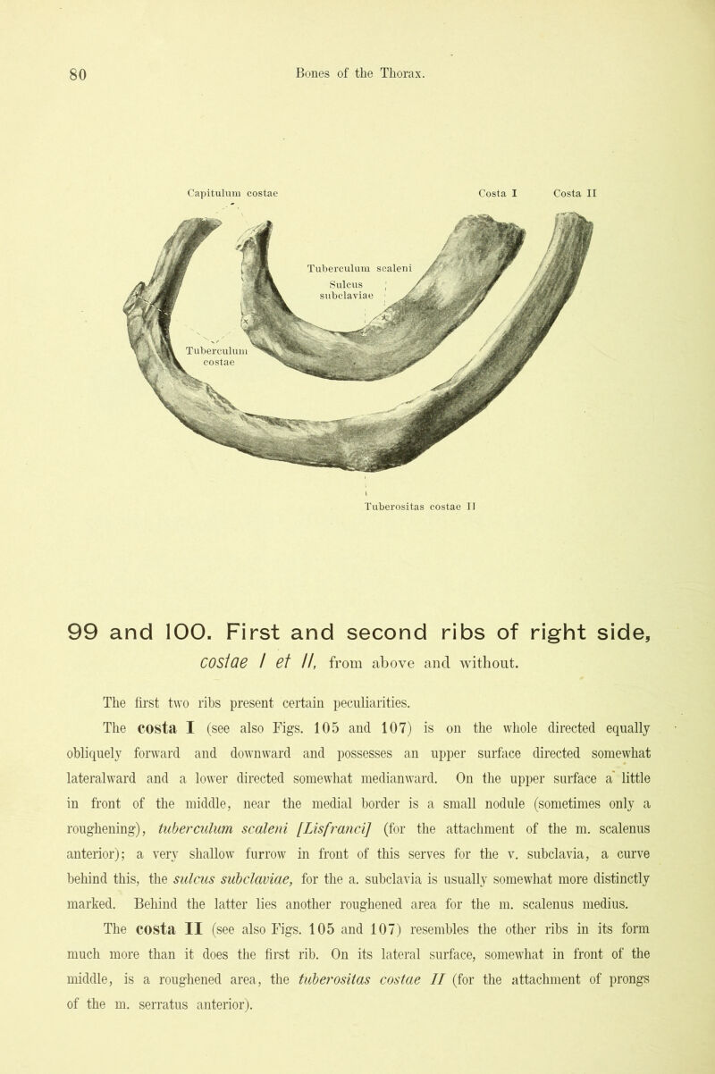 Capitulum costae Costa I Costa II Tuberositas costae II 99 and 100. First and second ribs of right side, coslae / ef //, from above and without. The first two ribs present certain peculiarities. The costa I (see also Figs. 105 and 107) is on the whole directed equally obliquely forward and downward and possesses an upper surfece directed somewhat lateralward and a lower directed somewhat medianward. On the upper surface a' little in front of the middle, near the medial border is a small nodule (sometimes only a roughening), tuberculum scaleni [Lisfraud] (for the attachment of the m. scalenus anterior); a very shallow furrow in front of this serves for the v. subclavia, a curve behind this, the sulcus subclaviae, for the a. subclavia is usually somewhat more distinctly marked. Behind the latter lies another roughened area for the m. scalenus medius. The costa II (see also Figs. 105 and 107) resembles the other ribs in its form much more than it does the first rib. On its lateral surface, somewhat in front of the middle, is a roughened area, the tuberositas costae II (for the attachment of prongs of the m. serratus anterior).