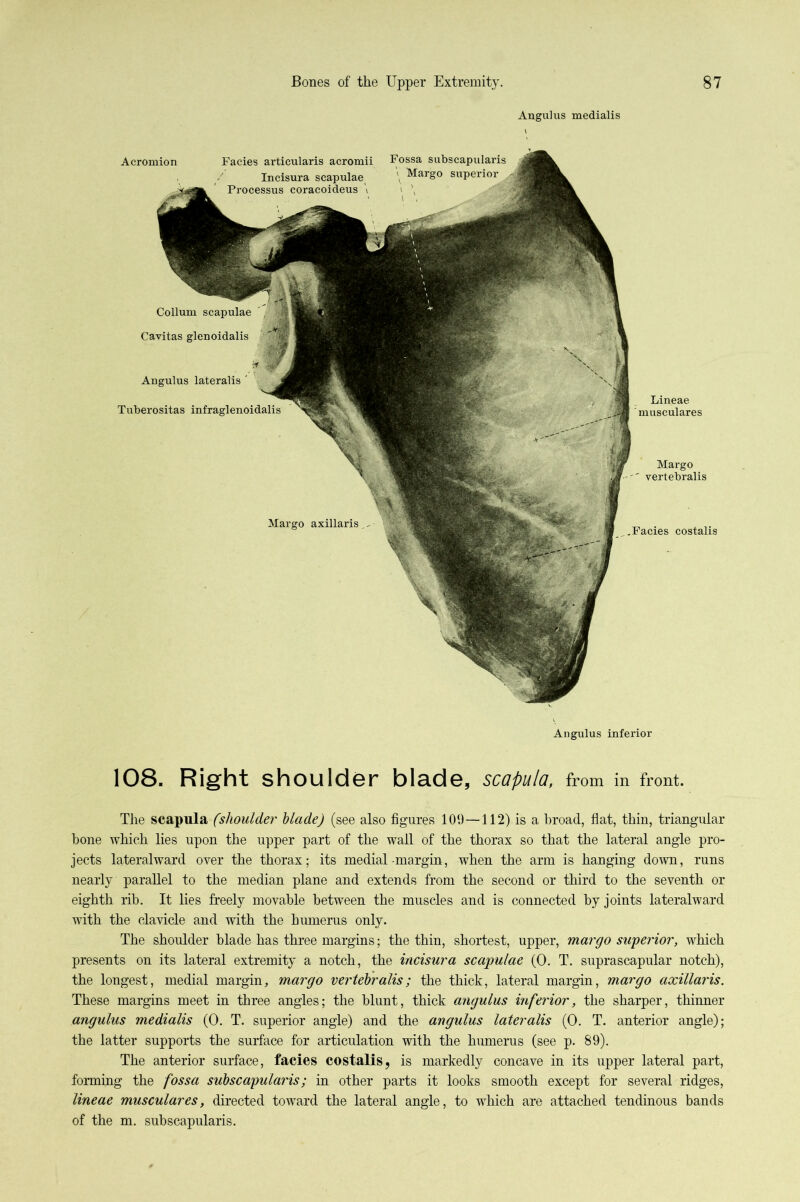 Angulus medialis Collum scapulae Cayitas glenoidalis Angulus lateralis ' Tuberositas infraglenoidalis Margo axillaris, .Facies costalis Acromion Facies articularis acromii Fossa subscapularis Incisura Angulus inferior 108. Right shoulder blade, scapula, from in front. The scapula (shoulder blade) (see also figures 101)—112) is a broad, flat, thin, triangular bone Avhich lies upon the upper part of the wall of the thorax so that the lateral angle pro- jects lateral ward over the thorax; its medial-margin, when the arm is hanging down, runs nearly parallel to the median plane and extends from the second or third to the seventh or eighth rib. It lies freely movable between the muscles and is connected by joints lateralward with the clavicle and with the humerus only. The shoulder blade has three margins; the thin, shortest, upper, margo superior, which presents on its lateral extremity a notch, the incisura scapulae (0. T. suprascapular notch), the longest, medial margin, margo veriehralis; the thick, lateral margin, margo axillaris. These margins meet in three angles; the blunt, thick angulus mferior, the sharper, thinner angulus medialis (0. T. superior angle) and the angulus lateralis (0. T. anterior angle); the latter supports the surface for articulation with the humerus (see p. 89). The anterior surface, facies costalis, is markedly concave in its upper lateral part, forming the fossa subscapularis; in other parts it looks smooth except for several ridges, lineae musculares, directed toward the lateral angle, to which are attached tendinous bands of the m. subscapularis.