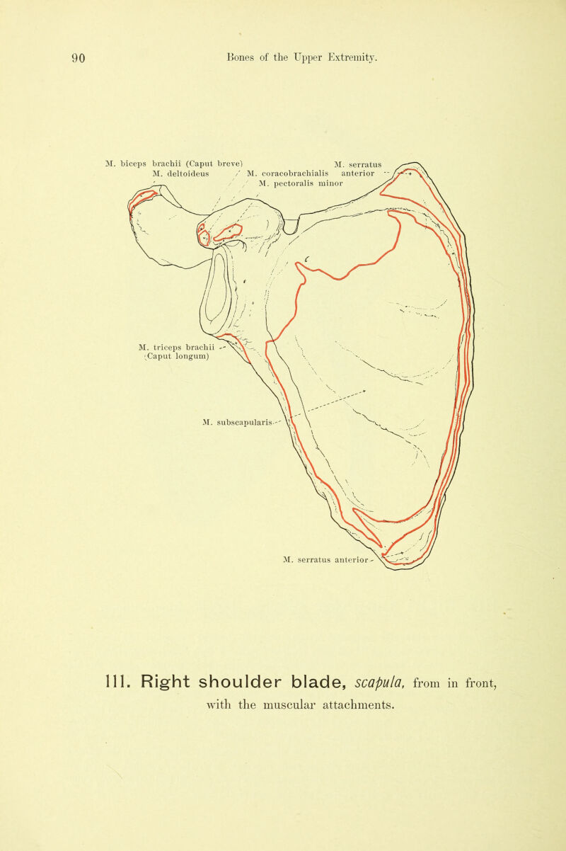 111. Right shoulder blade, scapula, from in front,