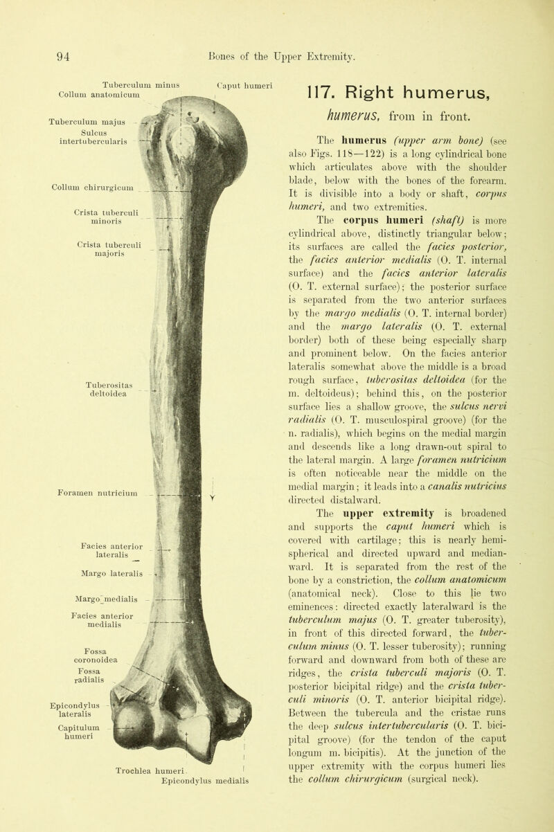 Tuberculum minus Caput humeri 117. Right humerus, huiflBKUS, from in front. The humerus (uppei' arm hone) (see also Figs. 118—122) is a long cylindrical hone which articulates above with the shoulder blade, below with the bones of the forearm. It is divisible into a body or shaft, corpus humeri, and two extremities. The corpus humeri (shaft) is more cylindrical above, distinctly triangular below; its surfaces are called the facies posterior, the facies anterior medialis (0. T. internal surface) and the facies anterior lateralis (0. T. external surface); the posterior surface is separated from the two anterior surfaces by the margo medialis (0. T. internal border) and the margo lateralis (0. T. external border) both of these being especially sharp and prominent below. On the facies anterior lateralis somewTat above the middle is a broad rough surface, tuberositas deltoidea (for the m. deltoideus); behind this, on the posterior surface lies a shallow^ groove, the sulcus nervi radialis (0. T. musculospiral groove) (for the n. radialis), which begins on the medial margin and descends like a long drawn-out spiral to the lateral margin. A large foramen nutricium is often noticeable near the middle on the medial margin; it leads into a canalis nutricius directed distalward. The upper extremity is broadened and supports the caput humeri which is covered with cartilage; this is nearly hemi- spherical and directed upward and median- ward. It is separated from the rest of the bone by a constriction, the collum anatomicum (anatomical neck). Close to this lie two eminences: directed exactly lateralward is the tuberculum majus (0. T. greater tuberosity), in front of this directed forward, the tubc7'- culum minus (0. T. lesser tuberosity); running forward and downward from both of these are ridges, the crista tubercali majoi'is (0. T. posterior bicipital ridge) and the C7'ista tuber- culi minoris (0. T. anterior bicipital ridge). Between the tubercula and the cristae runs the deep sulcus intertubercularis (0. T. bici- pital groove) (for the tendon of the caput longum m. bicipitis). At the junction of the upper extremity with the corpus humeri lies the collum chirurgicum (surgical neck).