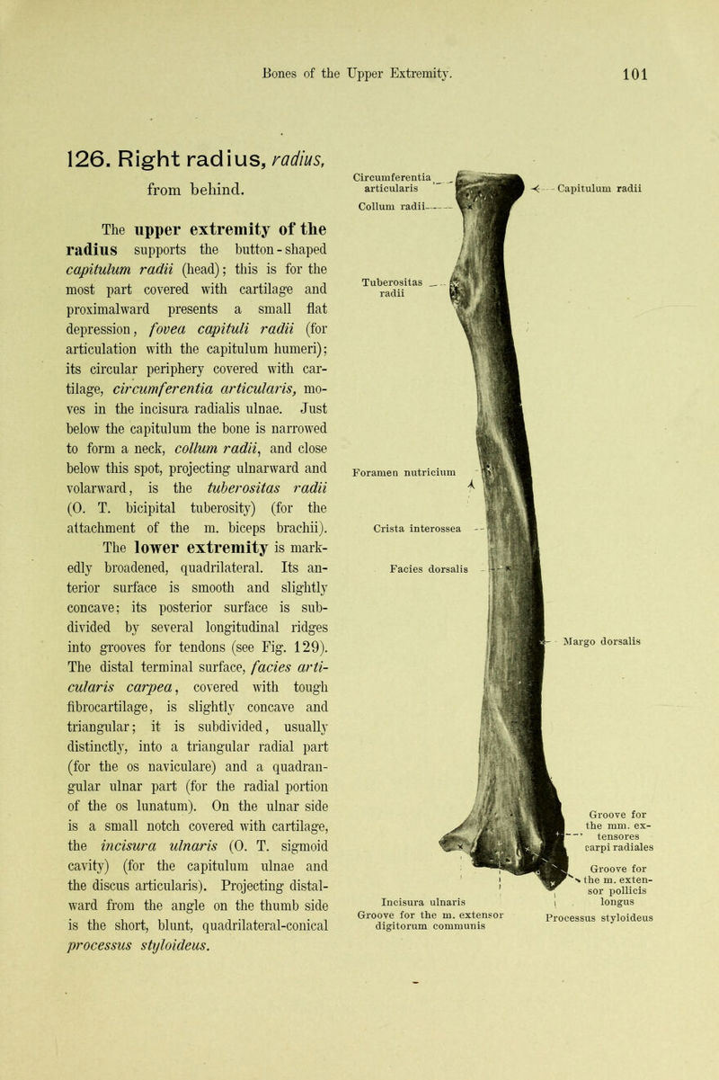 126. Right radius, radius, from behind. The upper extremity of tlie radius supports the button - shaped capitulum radii (head); this is for the most part covered with cartilage and proximal ward presents a small flat depression, fovea capituli radii (for articulation with the capitulum humeri); its circular periphery covered with car- tilage, circumferentia articularis, mo- ves in the incisura radialis ulnae. Just below the capitulum the bone is narrowed to form a neck, collum radii^ and close below this spot, projecting ulnarward and volarward, is the tuberositas radii (0. T. bicipital tuberosity) (for the attachment of the m. biceps brachii). The lower extremity is mark- edly broadened, quadrilateral. Its an- terior surface is smooth and slightly concave; its posterior surface is sub- divided by several longitudinal ridges into grooves for tendons (see Fig. 129). The distal terminal surface, facies arti- cularis carpea, covered with tough fibrocartilage, is slightly concave and triangular; it is subdivided, usually distinctly, into a triangular radial part (for the os naviculare) and a quadran- gular ulnar part (for the radial portion of the os lunatum). On the ulnar side is a small notch covered with cartilage, the incisura ulnaris (0. T. sigmoid cavity) (for the capitulum ulnae and the discus articularis). Projecting distal- ward from the angle on the thumb side is the short, blunt, quadrilateral-conical processus styloideus. Tuberositas _ radii Foramen nutricium Crista interossea Facies dorsalis Circumferentia articularis ” Collum radii -Capitulum radii F - Margo dorsalis Incisura ulnaris Groove for the mm. ex- ’ tensores carpi radiales Groove for the m. exten- sor pollicis longus Groove for the m. extensor Processus styloideus digitorum communis