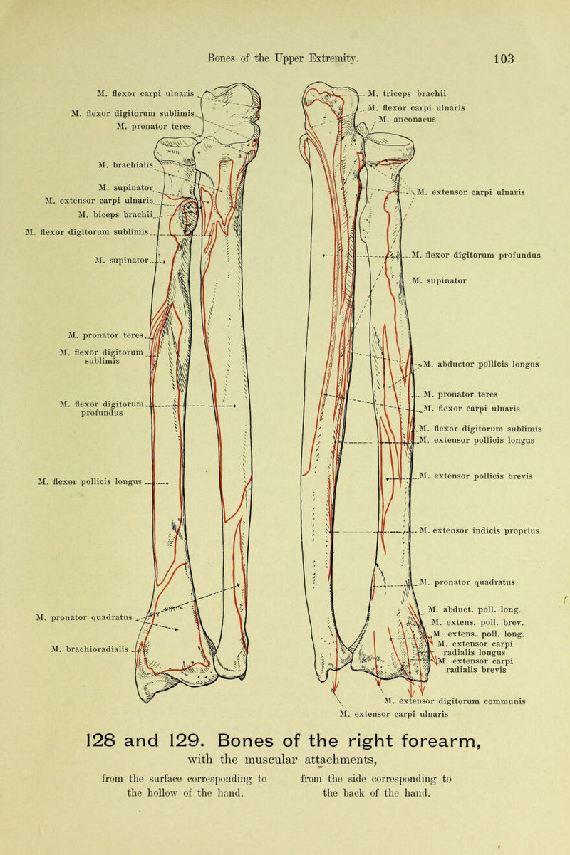 128 and 129. Bones of the right forearm, with the muscular attachments^ from the surface corresponding to from the side corresponding to the hollow of the hand. the hack of the hand.