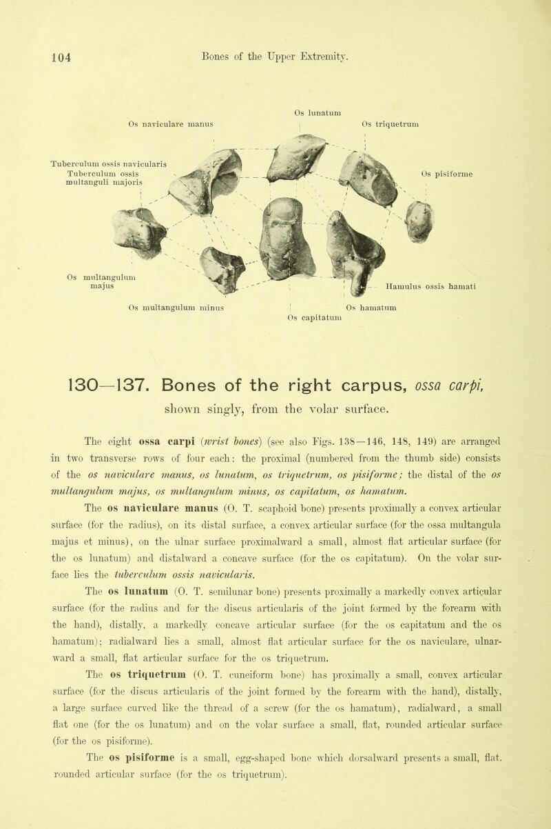 Os lunatum Os naviculare manus Os triquetrum Tuberculum ossis uavicularis Tuberculum ossis multanguli majoris Os pisiforme Os multangulum majus Hamulus ossis hamati Os multangulum minus 1 Os hamatum Os capitatum 130—137. Bones of the right carpus, ossa carpi, shown singly, from the volar surface. The eight ossa carpi {wrist hones) (see also Figs. 138—146, 148, 149) are arranged in two transverse rows of four each: the proximal (numbered from the thumb side) consists of the os naviculare manus, os lunatum, os triquetrum, os qnsiforme; the distal of the os multangulum majus, os multangulum minus, os capitatum, os hamatum. The OS naviculare manus (0. T. scaphoid bone) presents proximally a convex articular surface (for the radius), on its distal surface, a convex articular surface (for the ossa multangula majus et minus), on the ulnar surface proximalward a small, almost flat articular surface (for the os lunatum) and chstalward a concave surface (for the os capitatum). On the volar sur- face lies the tuberculum ossis navicularis. The os lunatum (0. T. semilunar hone) presents proximally a markedly convex articular surface (for the radius and for the discus articularis of the joint formed by the forearm with the hand), distally, a markedly concave articular surface (for the os capitatum and the os hamatum); radialward lies a small, almost flat articular surface for the os naviculare, ulnar- ward a small, flat articular surface for the os triquetrum. The os triquetrum (0. T. cimeiform hone) has proximally a small, convex articular surface (for the discus articularis of the joint formed by the forearm with the hand), distally, a large surface curved like the thread of a screw (for the os hamatum), radialward, a small flat one (for the os lunatum) and on the volar surface a small, flat, rounded articular surface (for the os pisiforme). The OS pisiforme is a small, egg-shaped hone which dorsalward presents a small, flat, rounded articular surface (for the os triquetrum).