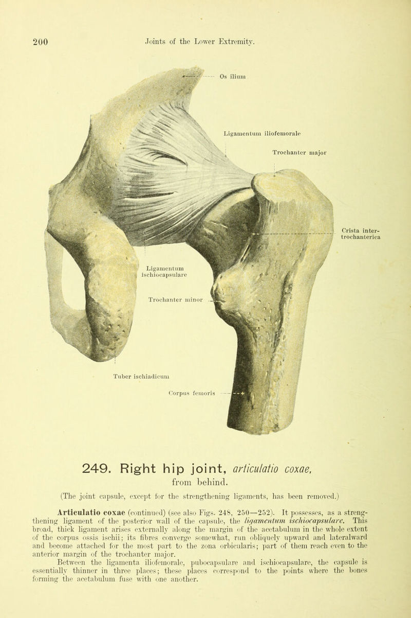 Os ilium Ligamentum iliofemorale Trochanter major Tuber ischiadicum Corpus femoris Crista inter- trochanterica 249. Right hip joint, arliculatio coxae, from behind. (The joint cajisnle, excejit for the strengthening ligaments, has been removed.) Articulatio coxae (continued) (see also Figs. 248, 250—252). It possesses, as a streng- thening ligament of the posterior wall of the capsule, the ligamentum ischiocapsulare. This broad, thick ligament arises externally along the margin of the acetabulum in the whole extent of the corpus ossis ischii; its fibres converge somewhat, run obliquely upward and lateralward and become attached for the most part to the zona orbicularis; part of them reach even to the anterior margin of the trochanter major. Between the ligamenta iliofemorale, pubocapsulare and ischiocapsulare, the capsule is essentially thinner in three places; these places correspond to the points where the bones forming the acetabulum fuse with one another.