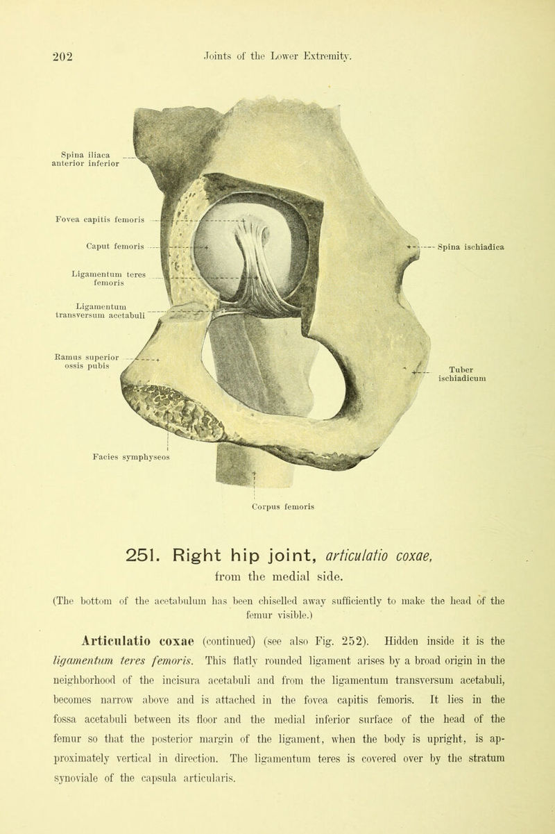 Spina ischiadica Tuber ischiadicum Spina iliaca anterior inferior Fovea capitis femoris Caput femoris Ligamentum teres femoris Ligamentum transversum acetabuli Earn us superior ossis pubis Corpus femoris 251. Right hip joint, articulatio coxae, from the medial side. (The bottom of the acetahulum has been cliiselled away sufficiently to make the head of the femur visible.) Articulatio coxae (continued) (see also Fig. 252). Hidden inside it is the ligamentum teres femoris. This flatly rounded ligament arises by a broad origin in the neighborhood of the incisura acetabuli and from the ligamentum transversum acetabuli, becomes narrow above and is attached in the fovea capitis femoris. It lies in the fossa acetabuli between its floor and the medial inferior surface of the head of the femur so that the posterior margin of the ligament, when the body is upright, is ap- proximately vertical in direction. The ligamentum teres is covered over by the stratum synoviale of the capsula articularis.