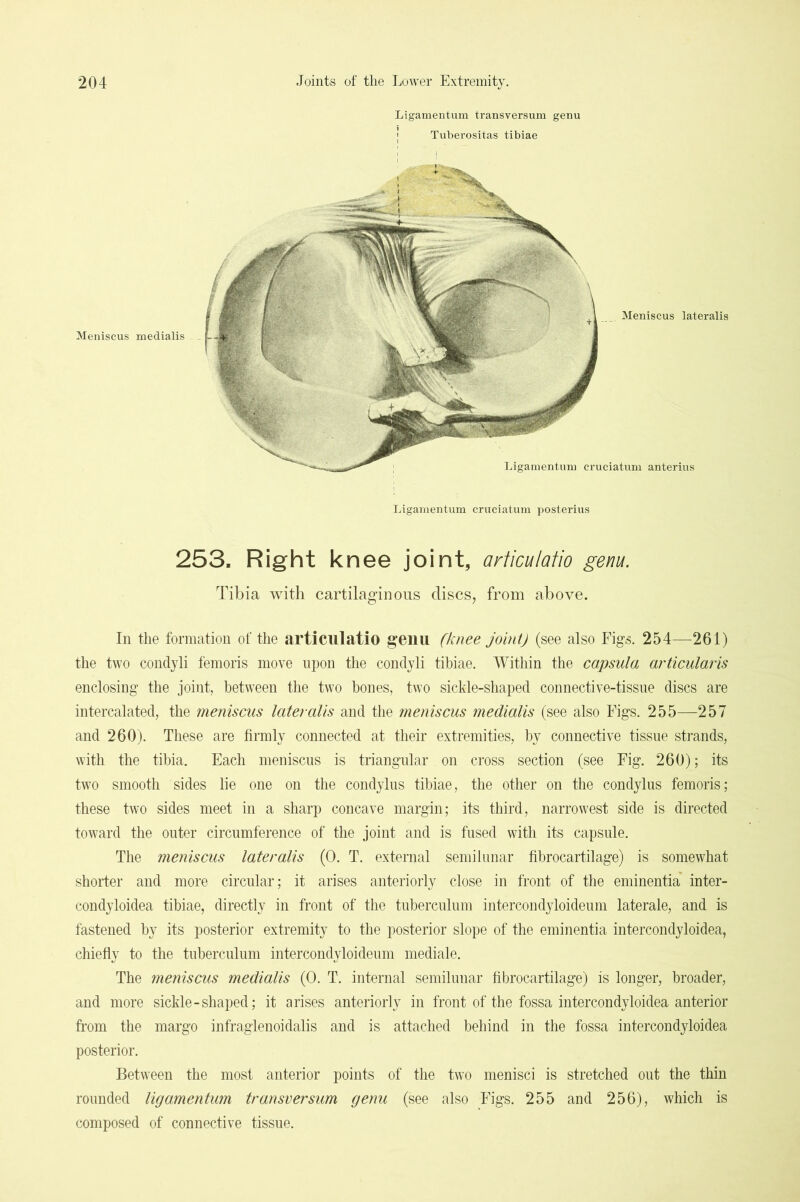 Meniscus medialis Ligamentum transversum genu I Tuberositas tibiae Meniscus lateralis Ligamentum cruciatum anterius Ligamentum cruciatum posterius 253. Right knee joint, arficulatio genu. Tibia with cartilaginous discs, from above. In the formation of the articiilatio genu (knee joint) (see also Figs. 254—261) the two conclyli femoris move upon the condyli tibiae. Within the capsula articularis enclosing the joint, between the two bones, two sickle-shaped connective-tissue discs are intercalated, the meniscus lateralis and the meniscus medialis (see also Figs. 255—257 and 260). These are firmly connected at their extremities, by connective tissue strands, with the tibia. Each meniscus is triangular on cross section (see Fig. 260); its two smooth sides lie one on the condylus tibiae, the other on the condylus femoris; these two sides meet in a sharp concave margin; its third, narrowest side is directed toward the outer circumference of the joint and is fused with its capsule. The meniscus lateralis (0. T. external semi lunar fibrocartilage) is somewhat shorter and more circular; it arises anteriorly close in front of the eniinentia' inter- condyloidea tibiae, directly in front of the tnbercnlnm intercondyloideum laterale, and is fastened by its posterior extremity to the posterior slope of the eminentia intercondyloidea, chiefly to the tnbercnlnm intercondyloideum mediale. The meniscus medialis (0. T. internal semilunar fibrocartilage) is longer, broader, and more sickle - shaped; it arises anteriorly in front of the fossa intercondyloidea anterior from the margo infraglenoidalis and is attached behind in the fossa intercondyloidea posterior. Between the most anterior points of the two menisci is stretched out the thin rounded ligamentum transversum genu (see also Figs. 255 and 256), which is composed of connective tissue.