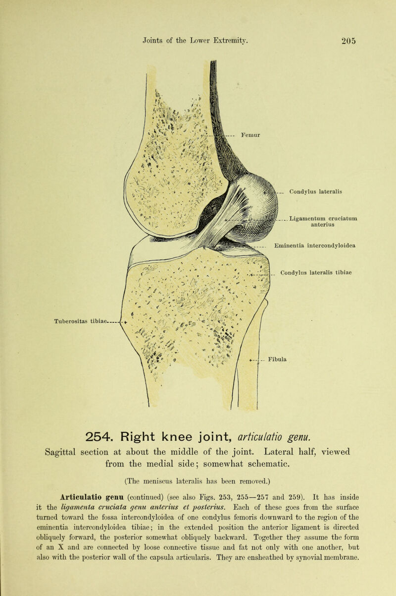 254. Right knee joint, articulatio genu. Sagittal section at about the middle of the joint. Lateral half;, viewed from the medial side; somewhat schematic. (The meniscus lateralis has been removed.) Articulatio g’Cnu (continued) (see also Figs. 253, 255—257 and 259). It has inside it the ligamenta cruciata genu anierius et posterius. Each of these goes from the surface turned toward the fossa intercondyloidea of one condylus femoris downward to the region of the eminentia intercondyloidea tibiae; in the extended position the anterior ligament is directed obliquely forward, the posterior somewhat obliquely backward. Together they assume the form of an X and are connected by loose connective tissue and fat not only with one another, but also with the posterior wall of the capsula articularis. They are ensheathed by synovial membrane.