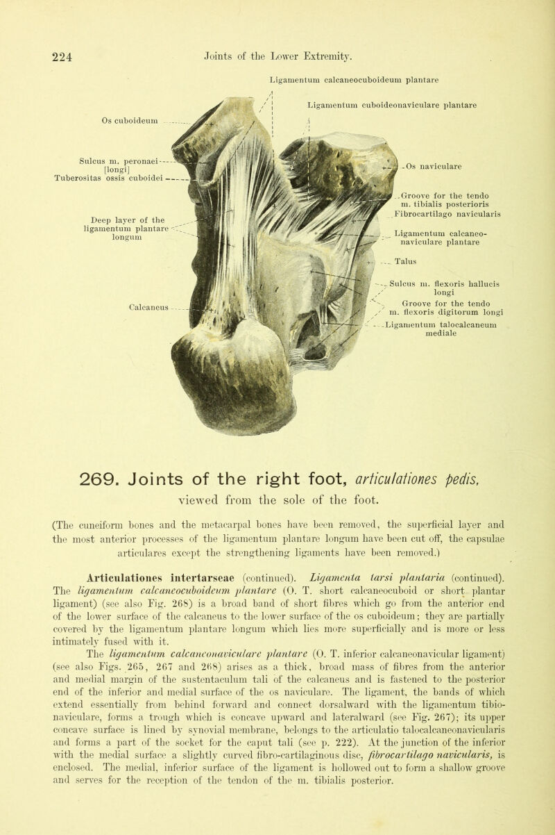 Ligamentum calcaneocuboideum plantare Os cuboideum Sulcus m. peronaei- — [lODgi] Tuberositas ossis cuboidei Deep layer of the ligamentum plantare longum Calcaneus -Os naviculare Ligamentum cuboideonaviculare plantare ..Groove for the tendo m. tibialis posterioris .Fibrocartilago navicularis Ligamentum calcaneo- naviculare plantare Talus Sulcus m. flexoris hallucis longi Groove for the tendo m. flexoris digitorum longi - —Ligamentum talocalcaneum mediale 269. Joints of the right foot, arficulofioms pedis, viewed from the sole of the foot. (The cuneiform hones and the metacarjfal hones have been removed, the superficial layer and the most anterior processes of the ligamentum plantare longum have been cut off, the capsulae articulares except the strengthening ligaments have been removed.) Articiilationes intertarseae (continued). Lujamenta tarsi plantaria (continued). The ligamentum calcaneocuboideum plantare (0. T. short calcaneocuboid or short plantar ligament) (see also Fig. 268) is a broad band of short fibres which go from the anterior end of the lower surface of the calcaneus to the lower surface of the os cuboideum; they are partially covered by the ligamentum plantare longum which lies more superficially and is more or less intimately fused with it. The ligamentum calcaneonaviculare plantare (0. T. inferior calcaneonavicular ligament) (see also Figs. 265, 267 and 268) arises as a thick, broad mass of fibres from the anterior and medial margin of the sustentaculum tali of the calcaneus and is fastened to the posterior end of the inferior and medial surface of the os naviculare. The ligament, the bands of wbicb extend essentially from behind forward and connect dorsalward with the ligamentum tibio- naviculare, forms a trough which is concave upward and lateralward (see Fig. 267); its upper concave surface is lined by synovial membrane, belongs to the articulatio talocalcaneonavicularis and forms a part of the socket for the caput tali (see p. 222). At the junction of the inferior with the medial surface a slightly curved fibro-cartilaginous disc, fibrocartilago navicularis, is enclosed. The medial, inferior surface of the ligament is hollowed out to form a shallow groove and serves for the reception of the tendon of the m. tibialis posterior.