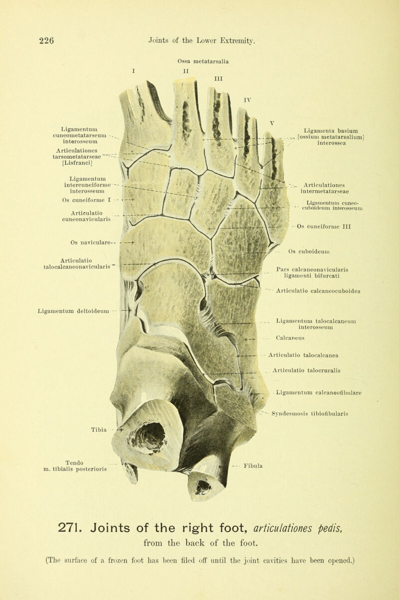 Ossa metatarsal] a 1 II Ligamentum deltoideum - - Tibia Tendo m. tibialis posterioris Ligamentum talocalcaneum interosseum - Calcaneus Articulatio talocalcanea Articulatio talocruralis - Ligamentum calcaneofibulare Syndesmosis tibiofibularis --- Fibula Ligamentum cuneometatarseum interosseum Articulationes tarsometatarseae [LisfranciJ Os naviculare-- Articulatio talocalcaneonavicularis' Articulationes intermetatarseae Ligamentum cuneo- cuboideum interosseum - Os cuneiforme III Os cuboideum Pars calcaneonavicularis ligamenti bifurcati Articulatio calcaneocuboidea Ligamentum intercuneiforme ■ - interosseum Os cuneiforme I ■ Articulatio cuneonavicularis Ligamenta basium [ossium metatarsalium] interossea 271. Joints of the right foot, articulationes pedis, from the back of the foot. (The surface of a frozen foot has been filed off until the joint cavities have been opened.)