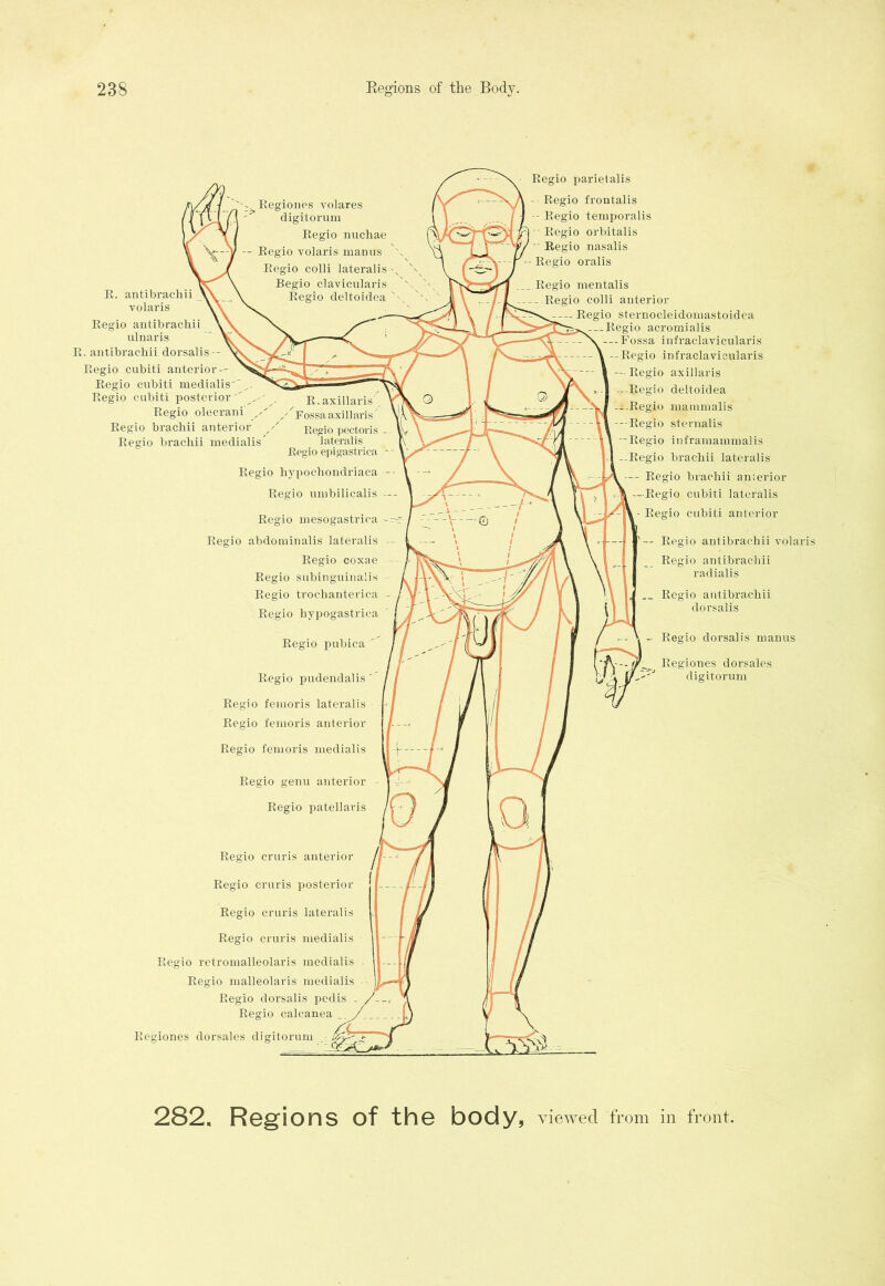 R. antibrachii volaris Regio antibrachii ulnaris R. antibrachii dorsalis - Regio cuhiti anterior-- Regio cubiti medialis Regio cubiti posterior Regio olecrani’ ^ Regio brachii anterior Regio brachii medialis Regio hypochondriaca Regio umbilicalis ■ Regio mesogastrioa -r-r- Regio abdominalis lateralis - Regio coxae Regio subinguinaiis Regio trochanterica Regio hypogastrica Regio femoris lateralis Regio femoris anterior Regio femoris medialis Regio genu anterior Regio patellaris Regio cruris anterior Regio cruris posterior Regio cruris lateralis Regio cruris medialis Regio retromalleolaris medialis - Regio malleolaris medialis -- Regio dorsalis pedis Regio calcanea _ Regiones dorsales digitorum ifc, Regio parietalis - Regio frontalis - Regio temporalis - Regio orbital is  Regio nasalis - Regio oralis Regio mentalis Regio colli anterior Regio sternocleidomastoidea Regio acromialis -Fossa infraclavicularis -Regio infraclavicularis — Regio axillaris —Regio deltoidea --.Regio maiumalis ---Regio sternalis —Regio inframammal is --Regio brachii lateralis -- Regio brachii anterior -Regio cubiti lateralis Regio cubiti anterior — Regio antibrachii volar Regio antibrachii radialis Regio antibrachii dorsalis - Regio dorsalis manus Regiones dorsales -'J digitorum 282. Regions of the body, viewed from in front.