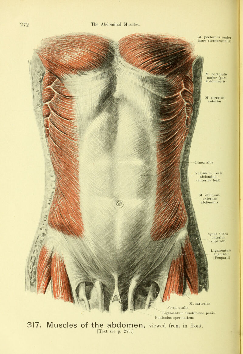 M. pectoral is major (pars sternocostalis) Vagina m. recti abdominis (anterior leaf) M. obliquus externus abdominis Spina iliaca anterior superior Ligamentum inguinale [Pouparti] M. sartorius Fossa ovalis Ligamentum fundiforme penis ]\i. pectoralis major (pars abdominalis) M. serratus anterior Linea alba Funieulus spermaticus . Muscles of the abdomen, viewed from in front. [Text see p. 273.] 317