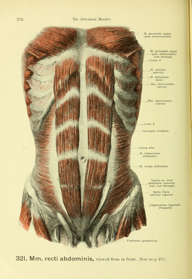 Funiculus spermaticus M. pectoralis major (pars sternocostalis) M. pectoralis major (pars abdominalis) (cut through) Y Linea alba M. transversus abdominis M. rectus abdominis Vagina m. recti .abdominis (anterior leaf) (cut through) Spina iliaca anterior superior inguinale [PoupartiJ M. serratus anterior — M. latissimus dorsi — Mm. intercostales externi „Mm. intercostales interni Costa X • Inscriptio tendinea 321. Mm. recti abdominis, viewed from in front. [Text see p. 277.