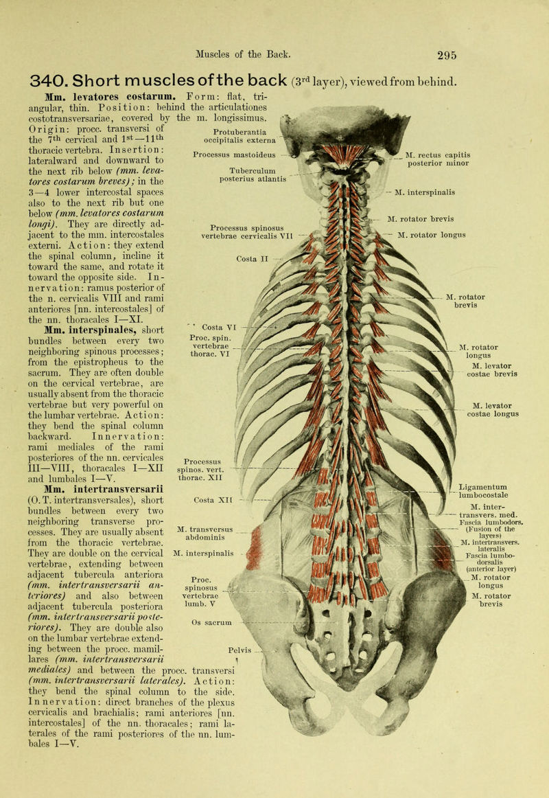 340. Short muscles of the back (3rd layer), viewed from behind. Protuberantia occipitalis externa Processus mastoideus Tuberculum posterius atlantis Processus spinosus vertebrae cervicalis VII Mm. levatores costarum. Form: flat, tri- angular, thin. Position: behind the articulationes costotransversariae, covered by the m. longissimus. Origin: procc. transversi of the 7th cervical and 1st—11th thoracic vertebra. Insertion: lateralward and downward to the next rib below (mm. leva- tor es costarum breves); in the 3—4 lower intercostal spaces also to the next rib but one below (mm. levator es costarum longi). They are directly ad- jacent to the mm. intercostales externi. Action: they extend the spinal column, incline it toward the same, and rotate it toward the opposite side. In- nervation: ramus posterior of the n. cervicalis VIII and rami anteriores [nn. intercostales] of the nn. thoracales I—XI. Mm. inter spin ales, short bundles between every two neighboring spinous processes; from the epistropheus to the sacrum. They are often double on the cervical vertebrae, are usually absent from the thoracic vertebrae but very powerful on the lumbar vertebrae. Action: they bend the spinal column backward. Innervation: rami mediales of the rami posteriores of the nn. cervicales III—VIII, thoracales I—XII and lumbales I—V. Mm. intertransversarii (0. T. intertransversales), short bundles between every two neighboring transverse pro- cesses. They are usually absent from the thoracic vertebrae. They are double on the cervical vertebrae, extending between adjacent tubercula anteriora (mm. intertransversarii an- tcriores) and also between adjacent tubercula posteriora (mm. intertransversarii 'poste- rior es). They are double also on the lumbar vertebrae extend- ing between the procc. mamil- lares (mm. intertransversarii mediales) and between the procc. transversi (mm. intertransversarii later ales). Action: they bend the spinal column to the side. Innervation: direct branches of the plexus cervicalis and brachialis; rami anteriores [nn. intercostales] of the nn. thoracales; rami la- terals of the rami posteriores of the nn. lum- bales I—V. M. rectus capitis posterior minor M. rotator brevis ~ M. rotator longus Processus spinos. vert, thorac. XII M. rotator longus M. levator costae brevis M. levator costae longus M. inter- transvers. med. Fascia lumbodors. (Fusion of the layers! M. intertransvers. lateralis Fascia lumbo- dorsalis (anterior layer) M. rotator longus M. rotator brevis