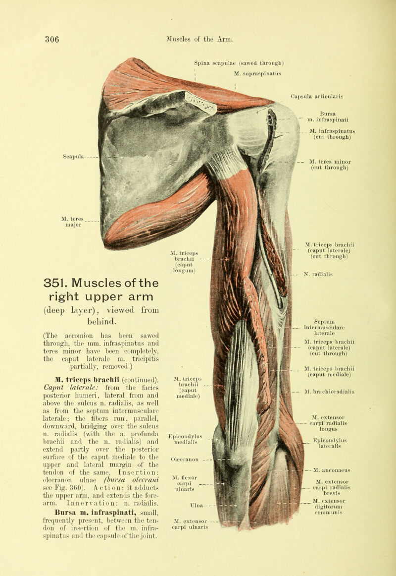 Spina scapulae (sawed through) M. supraspinatus Scapula Capsula articularis Bursa m. infraspinati _ M. infraspinatus (cut through) M. teres minor (cut through) 351. Muscles of the right upper arm (deep layer), viewed from behind. (The acromion has been sawed through, the mm. infraspinatus and teres minor have been completely, the caput laterale m. tricipitis partially, removed.) M. triceps brachii (continued). Caput laterale: from the facies posterior humeri, lateral from and above the sulcus n. radialis, as well as from the septum interm usculare laterale; the fibers run, parallel, downward, bridging over the sulcus n. radialis (with the a. profunda brachii and the n. radialis) and extend partly over the posterior surface of the caput mediale to the upper and lateral margin of the tendon of the same. Insertion: olecranon ulnae (bursa olecrani see Fig. 360). Action: it adducts the upper arm, and extends the fore- arm. Innervation: n. radialis. Bursa m. infraspinati, small frequently present, between the ten- don of insertion of the m. infra- spinatus and the capsule of the joint. M/triceps brachii (caput laterale) (cut through) adialis Septum intermusculare laterale M. triceps hrac-hii (caput laterale) (cut through) M. triceps brachii (caput mediale) M. hrachioradialis M. flexor carpi ulnaris M. extensor carpi ulnaris anconaeus M. extensor carpi radialis brevis M. extensor digitorum communis