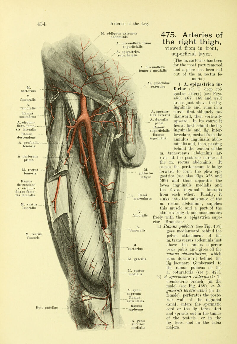 obliquus externus abdominis circumflexa ilium sxiperficialis A. epigastrica sxiperficialis M. sartorius Y. femoralis ' A. femoralis Eamus ascendens A. circum- flexa femo- ris lateralis Ramus — descendens A. profunda - femoris A. perforans prima M. rectus femoris Ramus descendens a. circum- flexae femo- ris lateralis M. vastus lateralis A. circumflexa femoris medialis Aa. pudendae externae Rete patellae A. genu suprema Ramus articularis Ramus “saphenus A. genu inferior medialis 475. Arteries of the right thigh, viewed from in front, superficial layer. (The m. sartorius has been for the most part removed and a piece has been cut out of the m. rectus fe- moris.) 1. A. epigastrica in- ferior (0. T. deep epi- gastric artery) (see Figs. 450, 467, 468 and 470) arises just above the lig. inguinale and runs in a curve, first obliquely me- dianward, then vertically upward. In its course it lies at first behind the lig. inguinale and lig. inter- foveolare, medial from the annulus inguinalis abdo- minalis and, then, passing behind the tendon of the m. transversus abdominis ar- rives at the posterior surface of the m. rectus abdominis. It causes the peritonaeum to bulge forward to form the plica epi- gastrica (see also Figs. 328 and 599) and thus separates the fovea inguinalis medialis and the fovea inguinalis lateralis from each other. Finally, it sinks into the substance of the m. rectus abdominis, supplies this muscle and a part of the skin covering it, and anastomoses freely with the a. epigastrica supe- rior. Branches: a) Ramus jmbicus (see Fig. 467) goes medianward behind the pelvic attachment of the m. transversus abdominis just above the ramus superior ossis pubis and gives off the ramus obturatorius, which runs downward behind the lig. lacunare [Gimbernati] to the ramus pubicus of the a. obturatoria (see p. 427). b) A. syermatica externa (0. T. cremasteric branch) (in the male) (see Fig. 468), a. li- gamenti terelis uteri (in the female), perforates the poste- rior wall of the inguinal canal, enters the spermatic cord or the lig. teres uteri and spreads out in the tunics of the testicle, or in the lig. teres and in the labia majora.