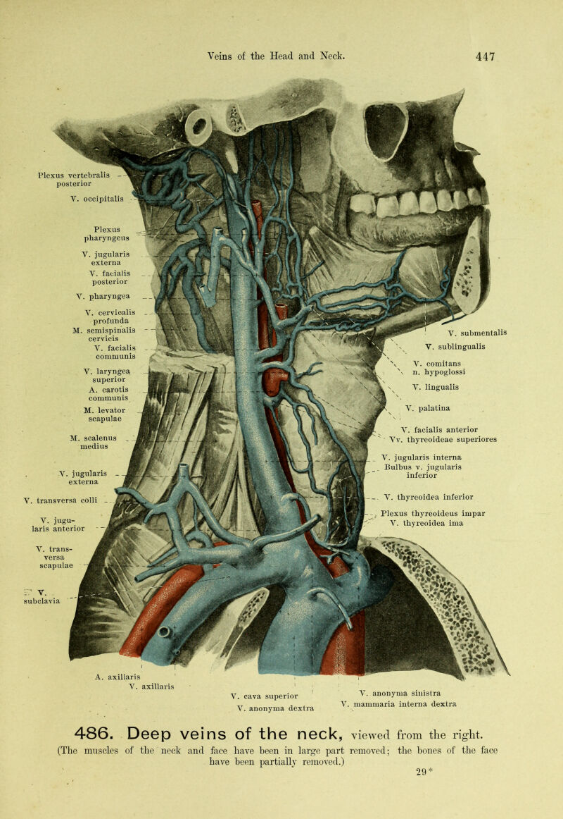 V. jugular is externa Y. transversa colli V. jugu- laris anterior V. trans- versa scapulae r? Y. . subclavia A. axillaris Plexus vertebralis - posterior V. occipitalis Plexus pharyngeus Y. jugularis externa Y. facialis posterior V. pharyngea Y. cervioalis profunda M. semispinalis cervicis Y. facialis communis V. laryngea, superior A. carotis communis M. levator scapulae Y. submentalis V. sublingualis \ V. comitans \ n. hypoglossi Y. lingualis Y. palatina Y. facialis anterior Yv. thyreoideae superiores V. jugularis interna Bulbus v. jugularis inferior Y. thyreoidea inferior Plexus t.hyreoideus impar Y. thyreoidea ima M. scalenus medius Y. axillaris Y. cava superior ! v- anonyma sinistra Y. anonyma dextra Y. mammaria interna dextra 486. Deep veins of the neck, viewed from the right. (The muscles of the neck and face have been in large part removed; the hones of the face have been partially removed.) 29