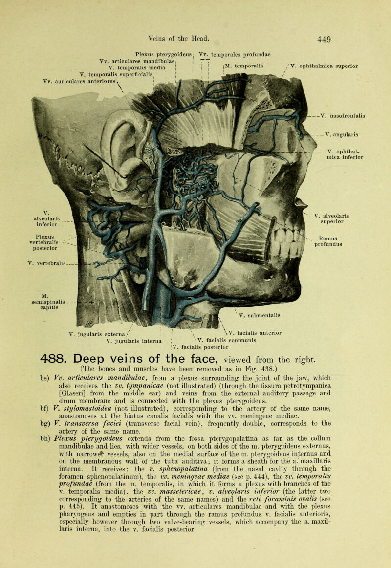 -V. nasofrontalis — Y. angularis -- Y. ophthal- mica inferior Y. alveolaris superior Ramus profundus Y. submentalis \ \V. facialis anterior 'V. facialis communis Plexus pterygoideusj Vv. temporales profundae Vv. articulares mandibulae ( Y. temporalis media Y. temporalis superficialis Vv. auriculares anteriores, \ Y. ophthalmica superior Y. alveolaris inferior Plexus vertebralis ~ posterior V. vertebralis M. semispinalis capitis V. jugularis externa/ V. jugularis interna JY. facialis posterior 488. Deep veins of the face, viewed from the right. (The hones and muscles have been removed as in Fig. 438.) be) Vv. articulares mandibulae, from a plexus surrounding the joint of the jaw, which also receives the vv. tympanicae (not illustrated) (through the fissura petrotympanica [Glaseri] from the middle ear) and veins from the external auditory passage and drum membrane and is connected with the plexus pterygoideus. bf) V. slylomastoidea (not illustrated), corresponding to the artery of the same name, anastomoses at the hiatus canalis facialis with the vv. meningeae mediae. bg) V. transversa faciei (transverse facial vein), frequently double, corresponds to the artery of the same name. bh) Plexus pterygoideus extends from the fossa pterygopalatina as far as the collum mandibulae and lies, with wider vessels, on both sides of the m. pterygoideus externus, with narrowed vessels, also on the medial surface of the m. pterygoideus internus and on the membranous wall of the tuba auditiva; it forms a sheath for the a. maxillaris interna. It receives: the v. sphenopalatina (from the nasal cavity through the foramen sphenopalatinum), the vv. meningeae mediae (see p. 444), the vv. temporales profundae (from the m. temporalis, in which it forms a plexus with branches of the v. temporalis media), the vv. massetericae, v. alveolaris inferior (the latter two corresponding to the arteries of the same names) and the rete foraminis ovalis (see p. 445). It anastomoses with the vv. articulares mandibulae and with the plexus pharyngeus and empties in part through the ramus profundus v. facialis anterioris, especially however through two valve-bearing vessels, which accompany the a. maxil- laris interna, into the v. facialis posterior.