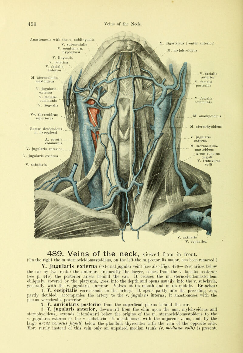 Y. cephalica Anastomosis with the v. sublingualis Y. submentalis Y. comitans n. x hypoglossi V. lingualis Y. palatina Y. facialis anterior ' M. sternocleido- mastoideus Y. jugularis..- externa Y. facialis communis' Y. lingualis Vv. thyreoideae superiores Ramus descendens n. hypoglossi A. carotis communis Ar. jugularis anterior V. jugularis externa Y. subclavia - Y. facialis communis M. digastricus (venter anterior) M. mylobyoideus - — Y. facialis anterior V. facialis posterior M. omohyoideus M. sternohyoideus Y. jugularis externa M. sternocleido- mastoid eus ,Arcus wenosus juguli Y. transversa colli 489. Veins of the neck, viewed from in front. (On the right the m. sternocleidomastoideus, on the left the m. pectoralis major, has been removed.) Y. jugularis externa (external jugular vein) (see also Figs. 486—488) arises below the ear by two roots: the anterior, frequently the larger, comes from the v. facialis posterior (see p. 448), the posterior arises behind the ear. It crosses the m. sternocleidomastoideus obliquely, covered by the platysma, goes into the depth and opens usually into the v. subclavia, generally with the v. jugularis anterior. Valves at its mouth and in its middle. Branches: 1. V. occipitalis corresponds to the artery. It opens partly into the preceding vein, partly doubled, accompanies the artery to the v. jugularis interna; it anastomoses with the plexus vertebralis posterior. * 2. V. auricularis posterior from the superficial plexus behind the ear. 3. V. jugularis anterior, downward from the chin upon the mm. mylohyoideus and sternohyoideus, extends lateralward below the origins of the m. sternocleidomastoideus to the v. jugularis externa or the v. subclavia. It anastomoses with the adjacent veins, and, by the large arcus venosus juguli, below the glandula thyreoidea with the vein of the opposite side. More rarely instead of this vein only an unpaired median trunk (v. mediana colli) is present.