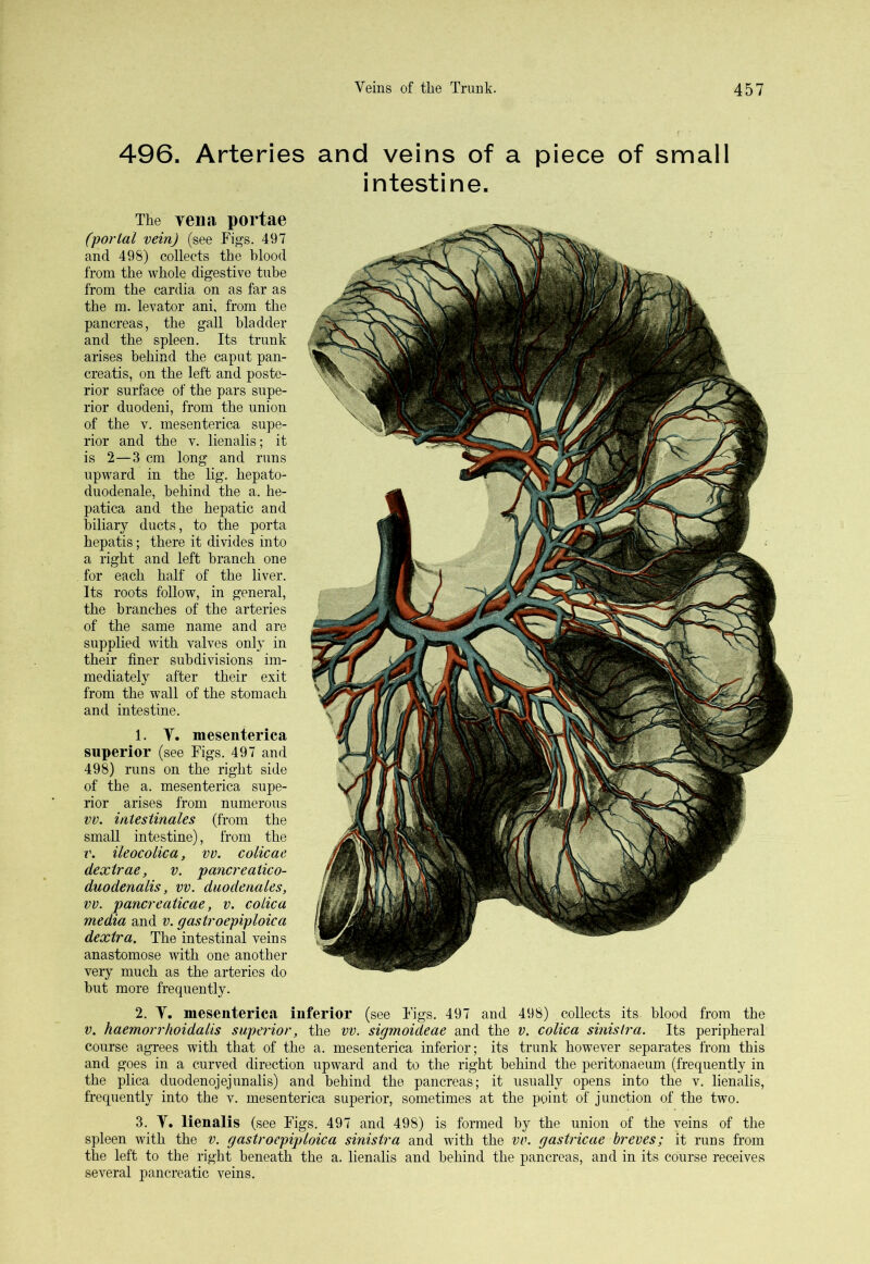 496. Arteries and veins of a piece of small intestine. The vena portae (portal vein) (see Figs. 497 and 498) collects the blood from the whole digestive tube from the cardia on as far as the m. levator ani, from the pancreas, the gall bladder and the spleen. Its trunk arises behind the caput pan- creatis, on the left and poste- rior surface of the pars supe- rior duodeni, from the union of the v. mesenterica supe- rior and the v. lienalis; it is 2—3 cm long and runs upward in the lig. hepato- duodenale, behind the a. he- patica and the hepatic and biliary ducts, to the porta hepatis; there it divides into a right and left branch one for each half of the liver. Its roots follow, in general, the branches of the arteries of the same name and are supplied with valves only in their finer subdivisions im- mediately after their exit from the wall of the stomach and intestine. 1. T. mesenterica superior (see Figs. 497 and 498) runs on the right side of the a. mesenterica supe- rior arises from numerous vv. intestinales (from the small intestine), from the v. ileocolica, vv. colicae dextrae, v. pancreatico- duodenalis, vv. duodenales, vv. pancreaticae, v. colica media and v. gastroepiploic a dextra. The intestinal veins anastomose with one another very much as the arteries do but more frequently. 2. Y. mesenterica inferior (see Figs. 497 and 498) collects its blood from the v. haemorr/widalis superior, the vv. sigmoideae and the v. colica sinistra. Its peripheral course agrees with that of the a. mesenterica inferior; its trunk however separates from this and goes in a curved direction upward and to the right behind the peritonaeum (frequently in the plica duodenojejunalis) and behind the pancreas; it usually opens into the v. lienalis, frequently into the v. mesenterica superior, sometimes at the point of junction of the two. 3. V. lienalis (see Figs. 497 and 498) is formed by the union of the veins of the spleen with the v. gastroepiploic a sinistra and with the vv. gastricae breves; it runs from the left to the right beneath the a. lienalis and behind the pancreas, and in its course receives several pancreatic veins.