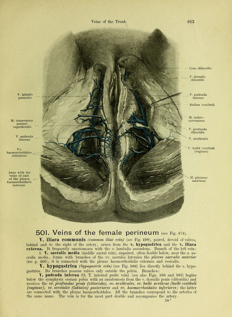 Y. labialis posterior M. transversus perinei superficialis V. pudenda interna yv. haemorrhoidales inferiores Anus with the veins of exit of the plexus haemorrhoidalis internus Crus clitoridis V. dorsalis clitoridis M. glutaeus maxiuius V. pudenda interna Bulbus vestibuli M. ischio- cavernosus V. profunda clitoridis ' V. urethral is V. bulbi vestibuli [vaginae] 501. Veins of the female perineum (see Tig. 474). Y. iliaca communis (common iliac vein) \see Fig. 499), paired, devoid of valves, behind and to the right of the artery, arises from the Y. hypogastrica and the Y. iliaca externa. It frequently anastomoses with the v. lumbalis ascendens. Branch of the left vein: 1. Y. sacralis media (middle sacral vein), unpaired, often double below, near the a. sa- cralis media, forms with branches of the vv. sacrales laterales the plexus sacralis anterior (see p. 466); it is connected with the plexus haemorrhoidalis externus and vesicalis. Y. hypogastrica (hypogastric vein) (see Fig. 500) lies directly behind the a. hypo- gastrica. Its branches possess valves only outside the pelvis. Branches: Y. pudenda interna (0. T. internal pudic vein) (see also Figs. 500 and 503) begins below the symphysis ossium pubis with an anastomosis from the v. dorsalis penis (clitoridis) and receives the vv. profundae penis (clitoridis), vv. urethrales, vv. bulbi urethrae (bulbi vestibuli [vaginae], vv. scrotales (labiales) posteriores and vv. haemorrhoidales inferiores; the latter are connected with the plexus haemorrhoidales. All the branches correspond to the arteries of the same name. The vein is for the most part double and accompanies the artery. 30*