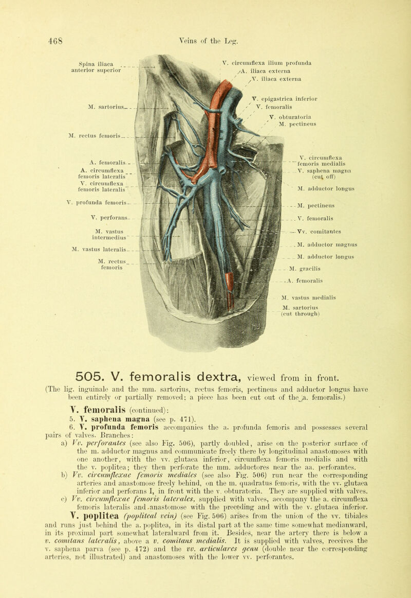 Spina iliaca anterior superior M. sartorius,-. _ M. rectus femoris Y. profunda femoris — Y. peyforans— M. vastus intermedius ~ ~ M. vastus lateralis - - V. circumflexa ilium profunda /A. iliaca externa /V. iliaca externa Y. epigastrica inferior ' Y. femoralis V. circumflexa femoris medialis _ -V. saphena magna (cut off) M. adductor longus — M. pectineus _ .. V. femoralis - =— Yv. comitantes . . M. adductor magnus . M. adductor longus M. gracilis -A. femoralis M. vastus medialis M. sartorius (cut through) A. femoralis.- A. circumflexa femoris lateralis V. circumflexa femoris lateralis M. rectus, femoris V. obturatoria ^ M. pectineus 505. V. femoralis dextra, viewed from in front. (The lig. inguinale and the mm. sartorius, rectus femoris, pectineus and adductor longus have been entirely or partially removed; a piece has been cut out of the^ja. femoralis.) Y. femoralis (continued): 5. V. saphena magna (see p. 471). 6. V. profunda femoris accompanies the a. profunda femoris and possesses several pairs of valves. Branches: a) Vv. perforantes (see also Fig. 506), partly doubled, arise on the posterior surface of the m. adductor magnus and communicate freely there by longitudinal anastomoses with one another, with the vv. glutaea inferior, circumflexa femoris medialis and with the v. poplitea; they then perforate the mm. adductores near the aa. perforantes. h) Vv. circumflexae femoris mediates (see also Fig. 506) run near the corresponding arteries and anastomose freely behind, on the m. quadratus femoris, with the vv. glutaea inferior and perforans I, in front with the v. obturatoria. They are supplied with valves, c) Vv. circumflexae femoris later ales, supplied with valves, accompany the a. circumflexa femoris lateralis and .anastomose with the preceding and with the v. glutaea inferior. Y. poplitea (popliteal vein) (see Fig. 506) arises from the union of the vv. tibiales and runs just behind the a. poplitea, in its distal part at the same time somewhat medianward, in its proximal part somewhat lateralward from it. Besides, near the artery there is below a v. comitans lateralis, above a v. comitans medialis. It is supplied with valves, receives the v. saphena parva (see p. 472) and the vv. articulares genu (double near the corresponding arteries, not illustrated) and anastomoses with the lower vv. perforantes.