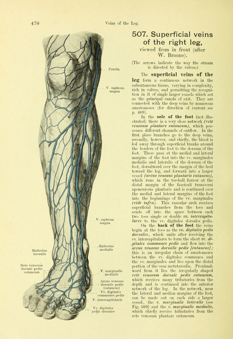 _ Patella V. saphena magna -Malleolus medialis V. margin alis medialis Arcus venosus --- - dorsalis pedis [cutaneus] Yv. digitales communes pedis V. intercapitularis Yv. digitales pedis dorsales Malleolus lateralis Rete venosum dorsale pedis cutaneum - Y. saphena magna 507. Superficial veins of the right leg, viewed from in front (after W. Branne). (The arrows indicate the way the stream is directed hy the valves.). The superficial veins of the leg form a continuous network in the subcutaneous tissue, varying in complexity, rich in valves, and permitting the recogni- tion in it of single larger vessels which act as the principal canals of exit. They are connected with the deep veins by numerous anastomoses (for direction of current see p. 469). In the sole of the foot (not illu- strated) there is a very close network (rete venosum plantare cutaneum), which pos- sesses different channels of outflow. In the first place branches go to the deep veins, secondly, however, and chiefly, the blood is led away through superficial trunks around the borders of the foot to the dorsum of the foot. These pass at the medial and lateral margins of the foot into the vv. marginales medialis and lateralis of the dorsum of the foot, dorsalward over the margin of the heel toward the leg, and forward into a larger vessel (arcus venosus plantaris cutaneus), which runs in the toe-hall furrow at the distal margin of the fasciculi transversi aponeurosis plantaris and is continued over the medial and lateral margins of the foot into the beginnings of the vv. marginales (vide infra). This vascular arch receives superficial branches from the toes and sends off into the space between each two toes single or double vv. intercapitu- lar es to the vv. digitales dorsales pedis. On the back of the foot the veins begin at the toes as the vv. digitales pedis dorsales, which unite after receiving the vv. intercapitulares to form the short vv. di- gitales communes pedis and flow into the arcus venosus dorsalis pedis [cutaneus]; this is an irregular chain of anastomoses between the vv. digitales communes and the vv. marginales and lies upon the distal portion of the ossa metatarsalia. Proximal- ward from it lies the irregularly shaped rete venosum dorsale pedis cutaneum, which receives many tributaries from the depth and is continued into the anterior network of the leg. In the network, near the lateral and median margins of the foot, can he made out on each side a larger vessel, the v. marginalis lateralis (see Fig. 509) and the v. marginalis medialis, which chiefly receive tributaries from the rete venosum plantare cutaneum.
