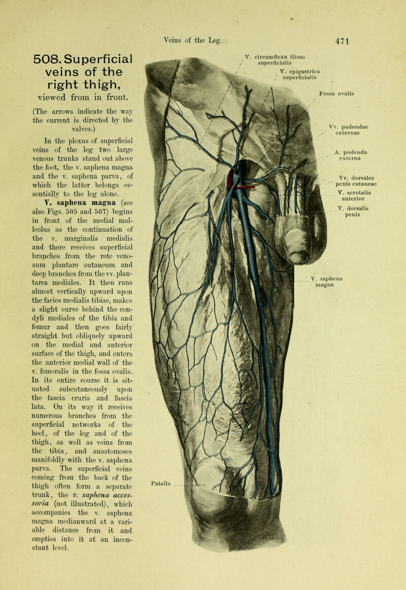 508. Superficial veins of the right thigh, viewed from in front. (The arrows indicate the way the current is directed by the valves.) In the plexus of superficial veins of the leg two large venous trunks stand out above the foot, the v. saphena magna and the v. saphena parva, of which the latter belongs es- sentially to the leg alone. V. saphena magna (see also Figs. 505 and 507) begins in front of the medial mal- leolus as the continuation of the v. marginalis medialis and there receives superficial branches from the rete veno- sum plantare cutaneum and deep branches from the vv. plan- tares mediales. It then runs almost vertically upward upon the facies medialis tibiae, makes a slight curve behind the con- dyli mediales of the tibia and femur and then goes fairly straight but obliquely upward on the medial and anterior surface of the thigh, and enters the anterior medial wall of the v. femoralis in the fossa ovalis. In its entire course it is sit- uated subcutaneously upon the fascia cruris and fascia lata. On its way it receives numerous branches from the superficial networks of the heel, of the leg and of the thigh, as well as veins from the tibia, and anastomoses manifoldly with the v. saphena parva. The superficial veins coming from the back of the thigh often form a separate trunk, the v. saphena acces- soria (not illustrated), which accompanies the v. saphena magna medianward at a vari- able distance from it and empties into it at an incon- stant level. Patella V. saphena magna Vv. pudendae extern ae A. pudenda externa Fossa ovalis Vv. dorsales penis cutaneae V. scrotalis anterior V. dorsalis penis V. circumflexa ilium / superficialis V. epigastriea superficialis