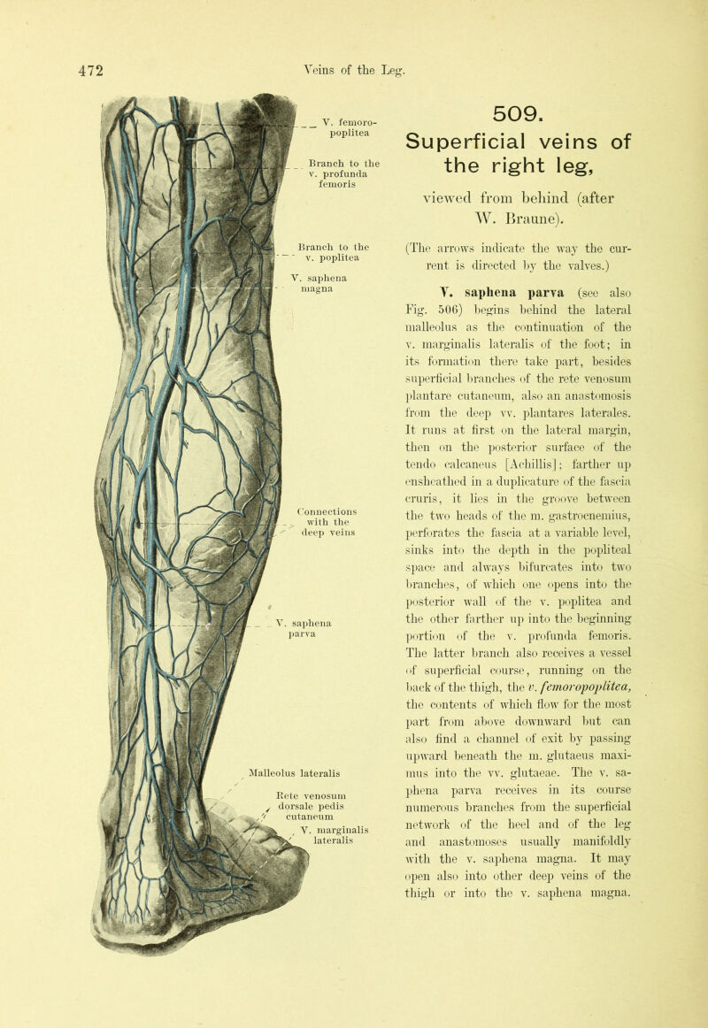 Branch to the y. poplitea Y. saphena magna Connections with the deep veins _ _ Y. saphena parva Malleolus lateralis V. fenioro- poplitea Branch to the v. profunda femoris Rete venosum dorsale pedis cutaneum , V. raarginalis lateralis 509. Superficial veins of the right leg, viewed from behind (after W. Braune). (The arrows indicate the way the cur- rent is directed by the valves.) V. saphena parva (see also Fig. 506) begins behind the lateral malleolus as the continuation of the v. inarginalis lateralis of the foot; in its formation there take part, besides superficial branches of the rete venosum plantare cutaneum, also an anastomosis from the deep vv. plantares laterales. It runs at first on the lateral margin, then on the posterior surface of the ten do calcaneus [Achillis]; farther up ensheathed in a duplicature of the fascia cruris, it lies in the groove between the two heads of the m. gastrocnemius, perforates the fascia at a variable level, sinks into the depth in the popliteal space and always bifurcates into two branches, of which one opens into the posterior wall of the v. poplitea and the other farther up into the beginning portion of the v. profunda femoris. The latter branch also receives a vessel of superficial course, running on the back of the thigh, the v. femoropoplitea, the contents of which flow for the most part from above downward but can also find a channel of exit by passing upward beneath the m. glutaeus maxi- mus into the vv. glutaeae. The v. sa- phena parva receives in its course numerous branches from the superficial network of the heel and of the leg and anastomoses usually manifoldly with the v. saphena magna. It may open also into other deep veins of the thigh or into the v. saphena magna.